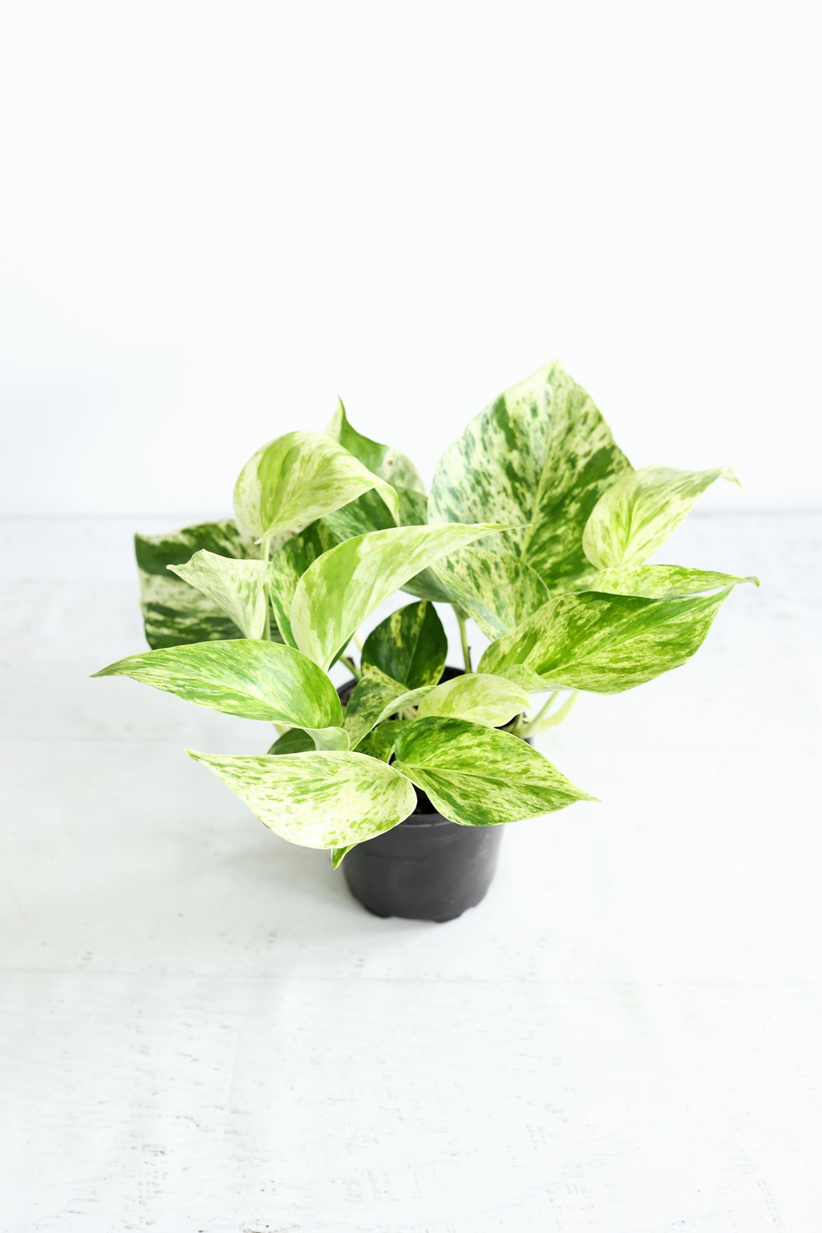 Snow Queen Pothos