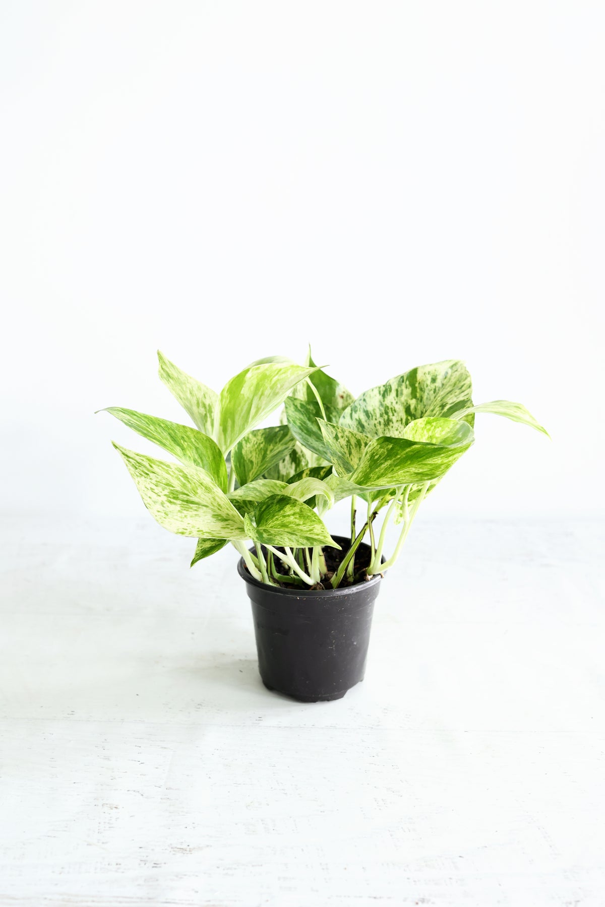 Snow Queen Pothos