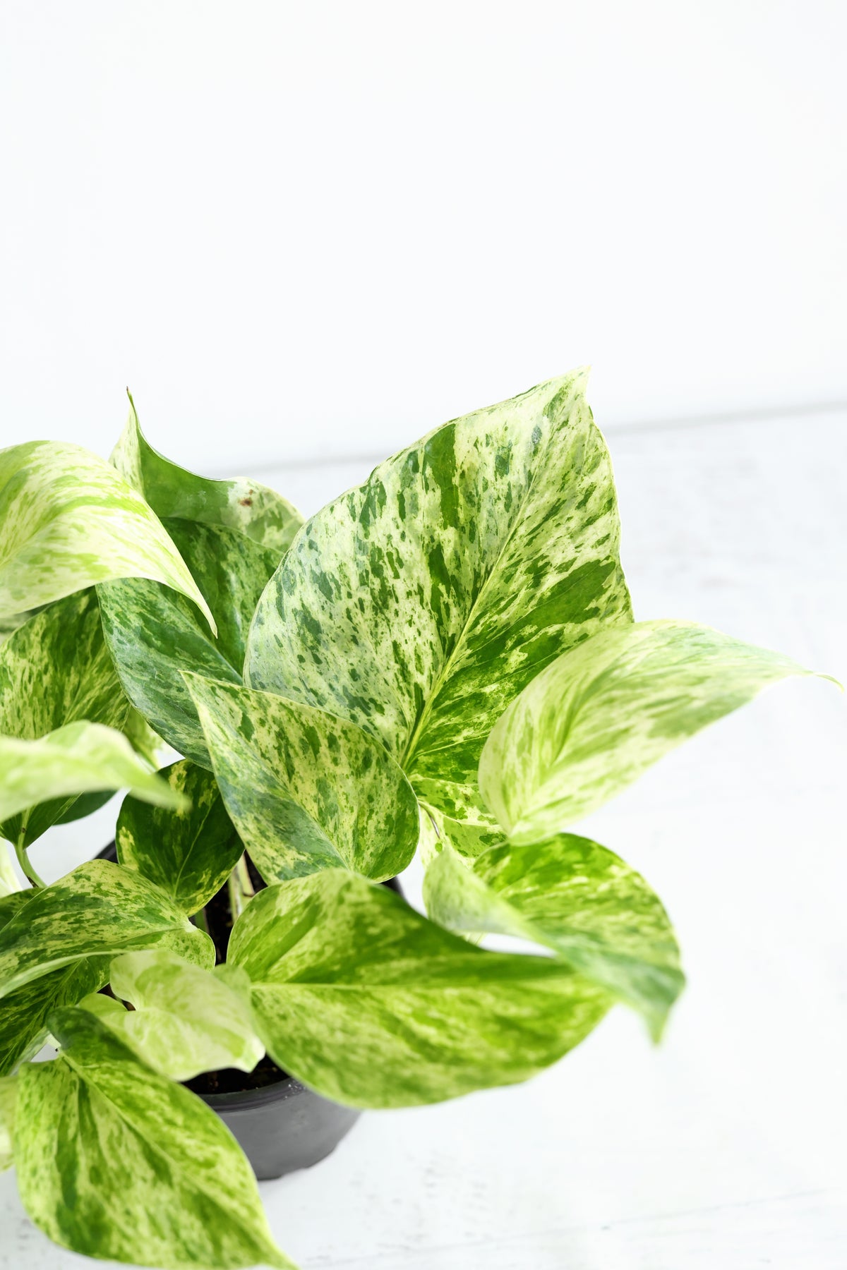 Snow Queen Pothos