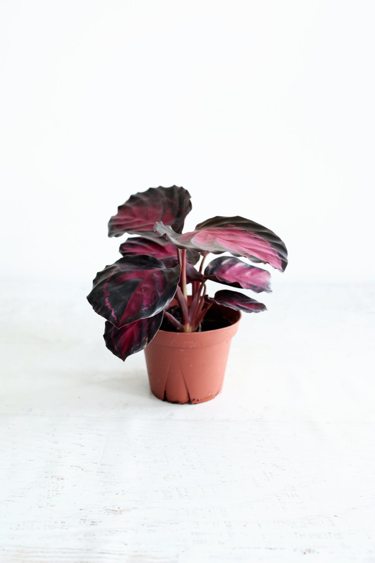 Purple Rose Calathea (Calthea Roseopicta)