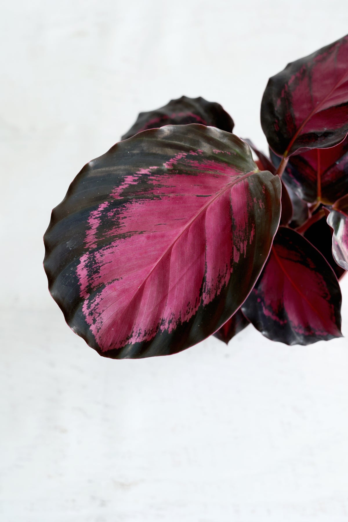 Purple Rose Calathea (Calthea Roseopicta)