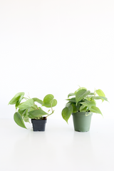 Heartleaf Philodendron