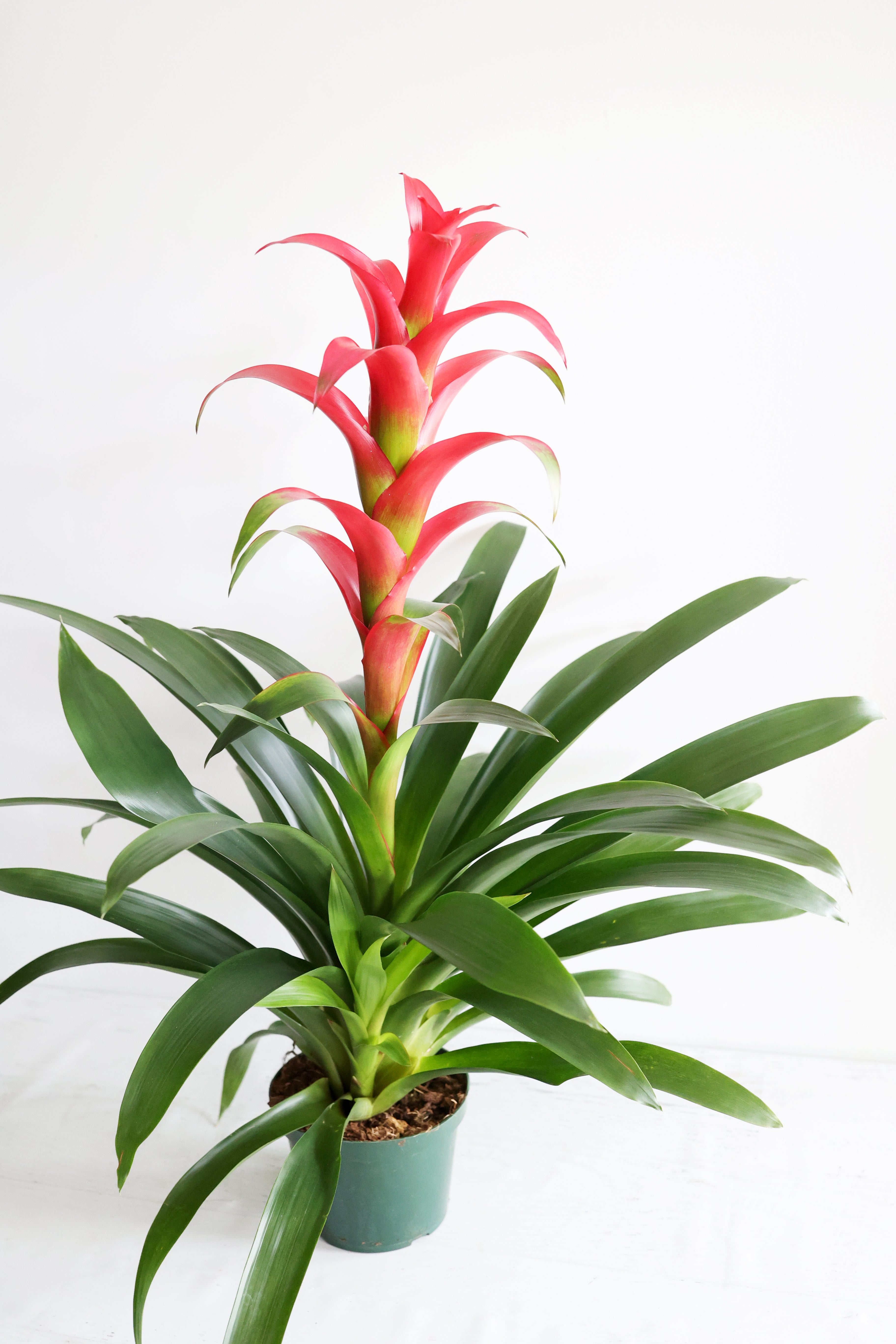 Bromeliad