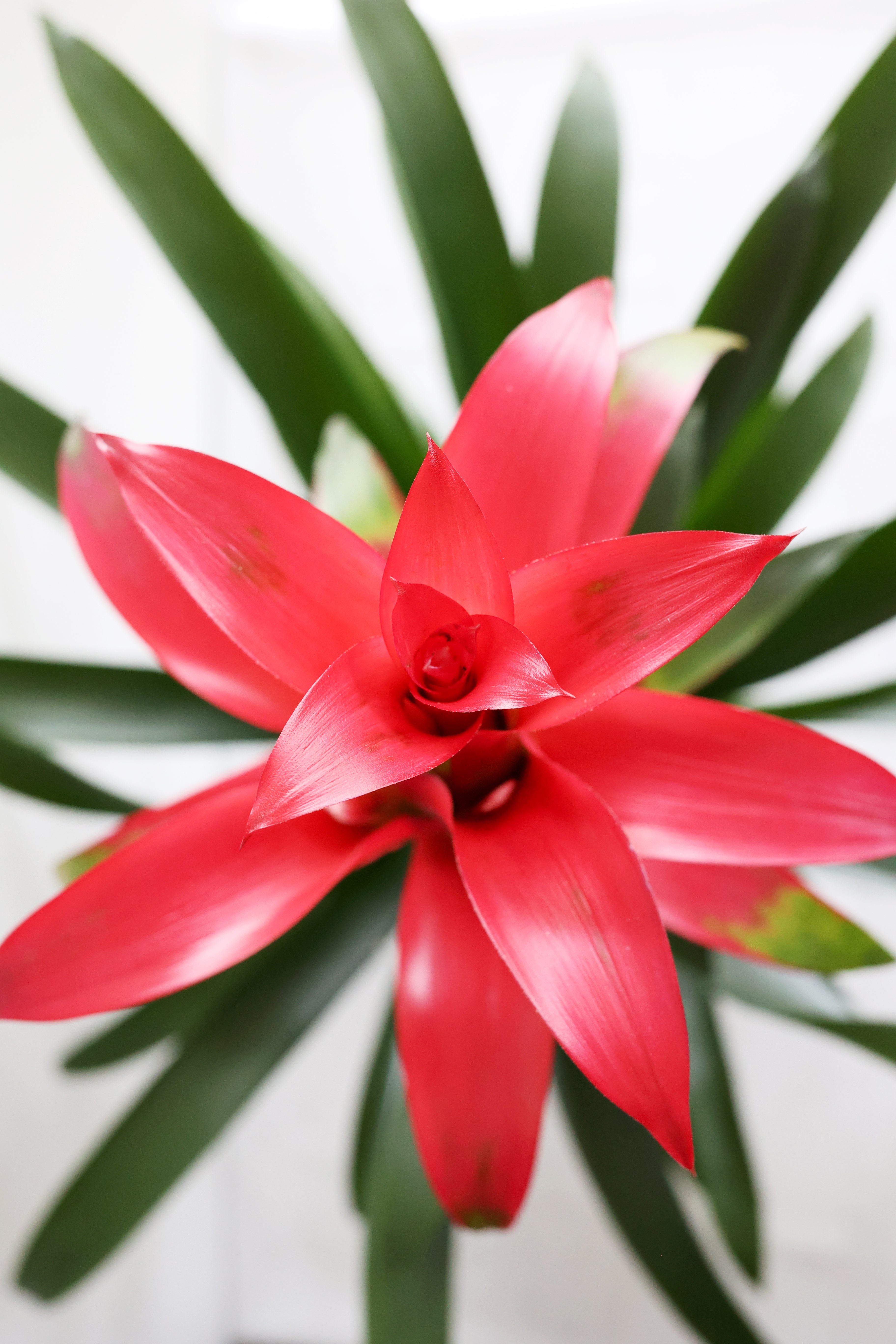 Bromeliad