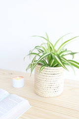 Spider Plant