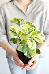 Variegated Baby Rubber Plant