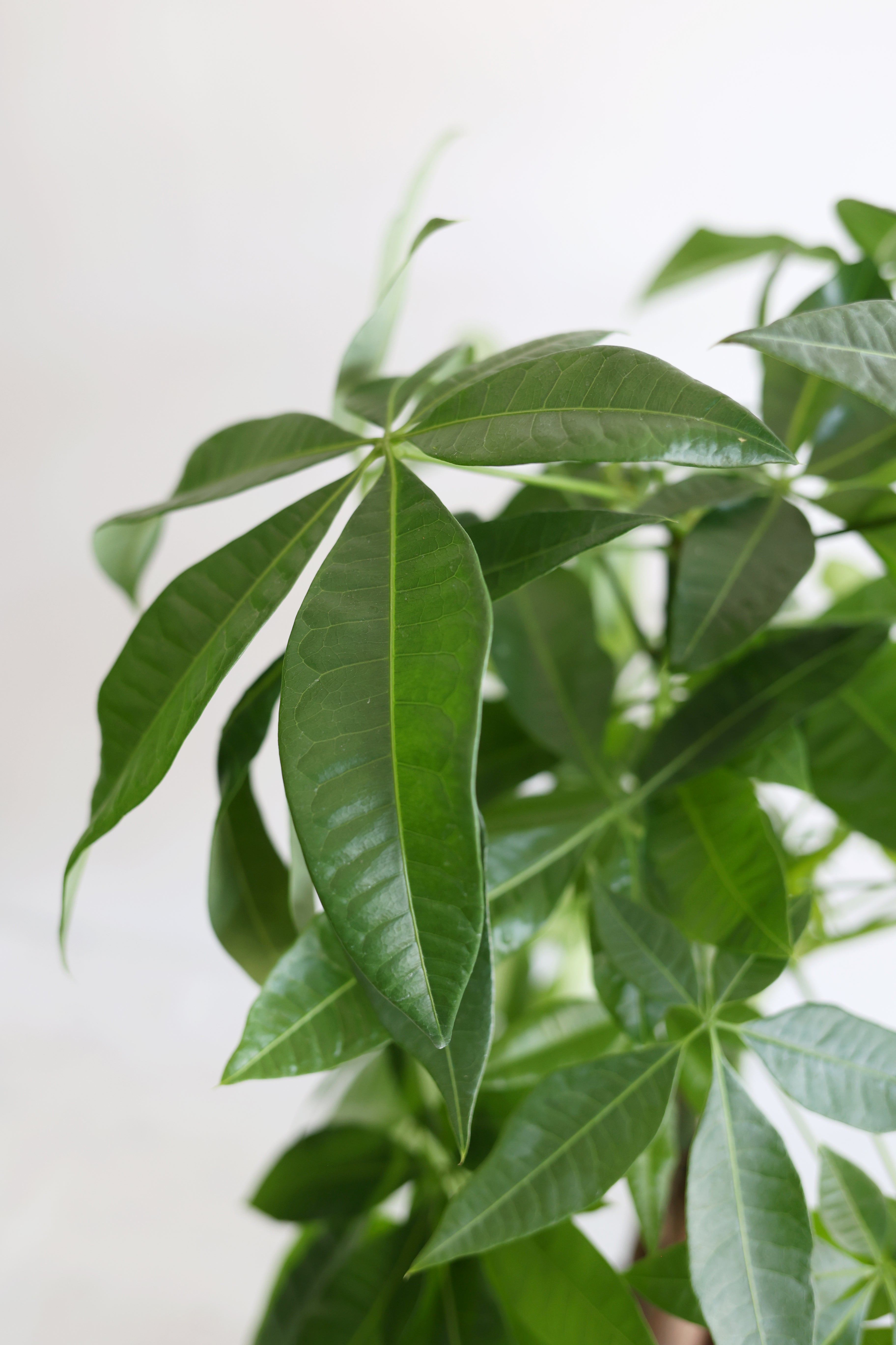 Money Tree