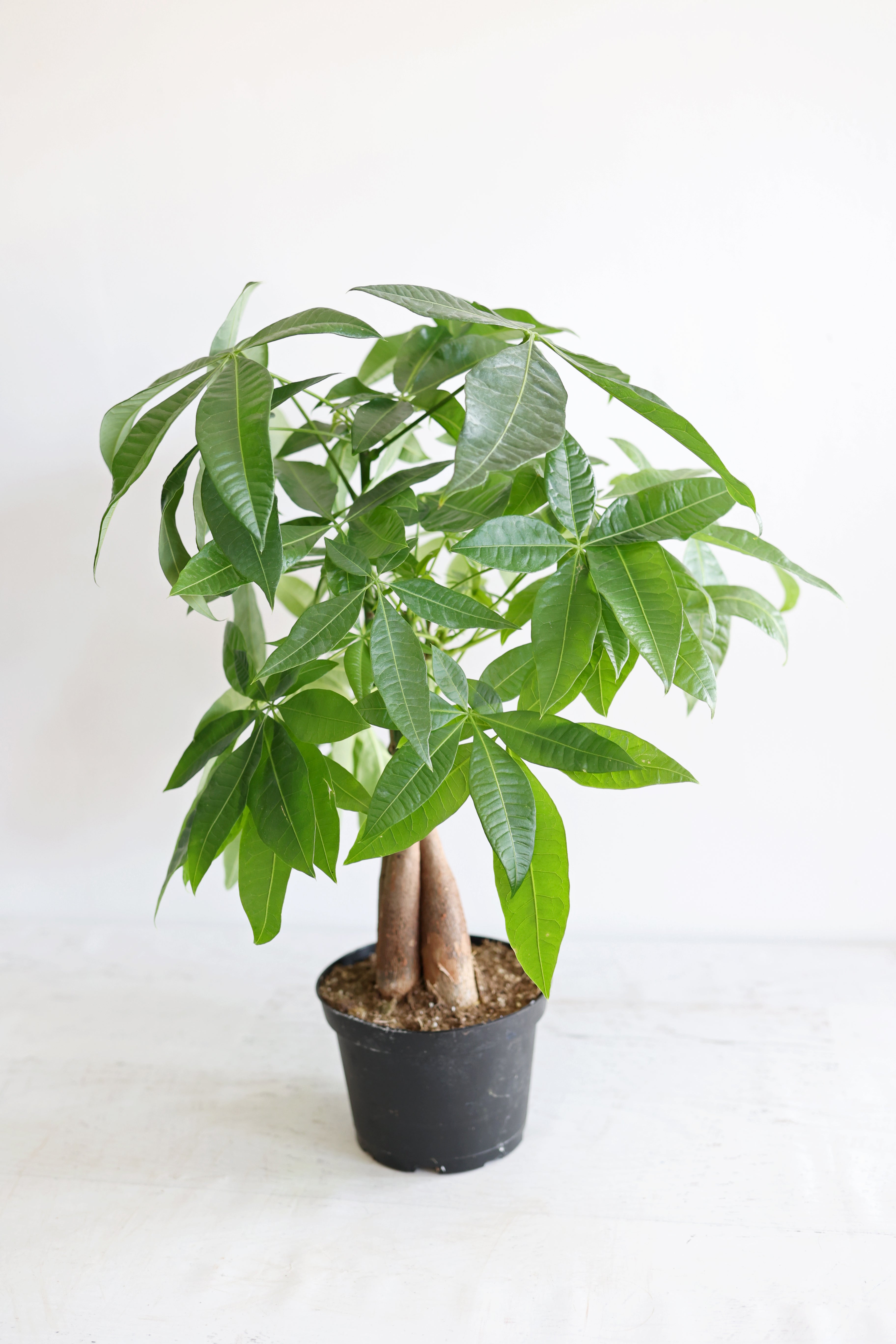 Money Tree