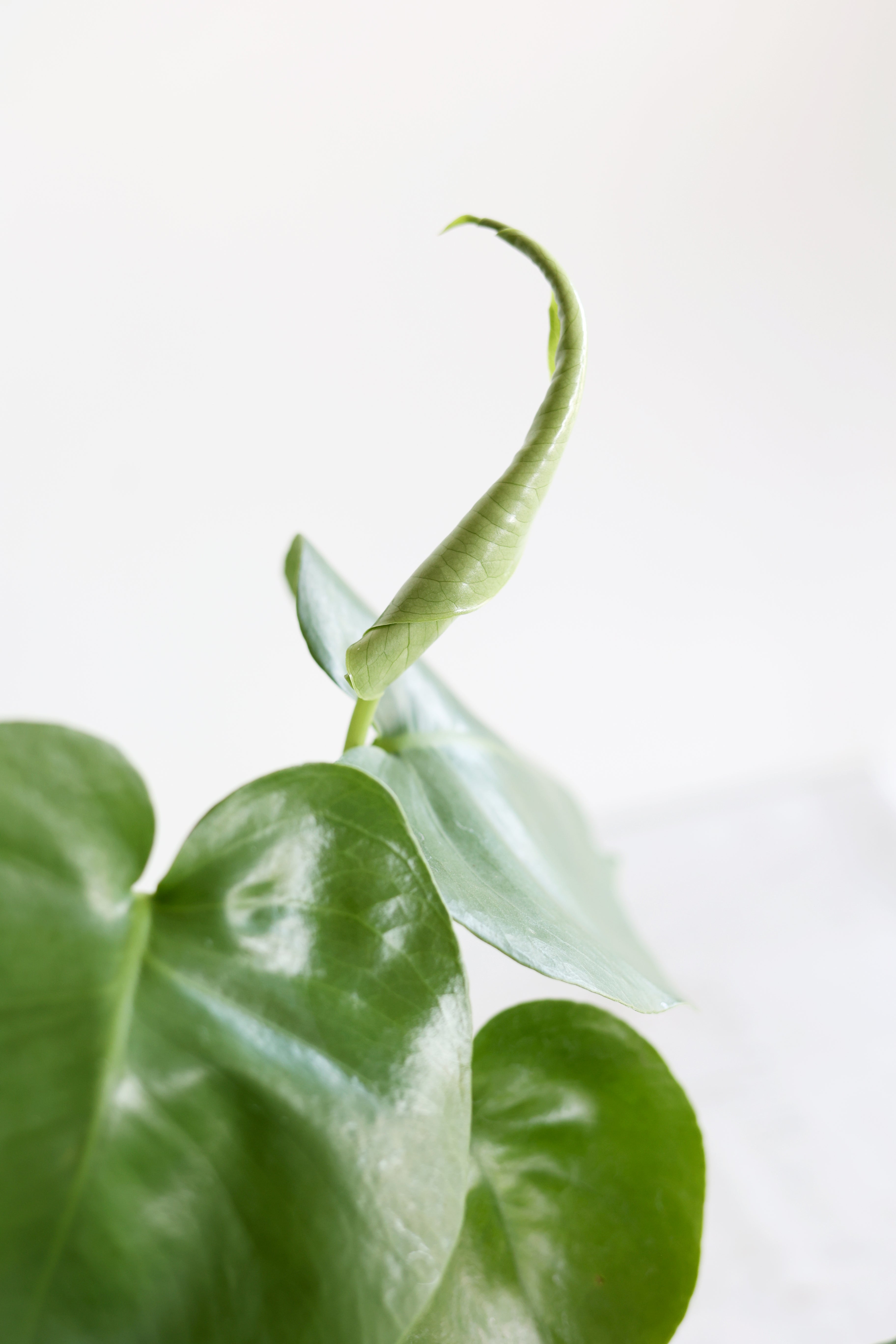Monstera Houseplant