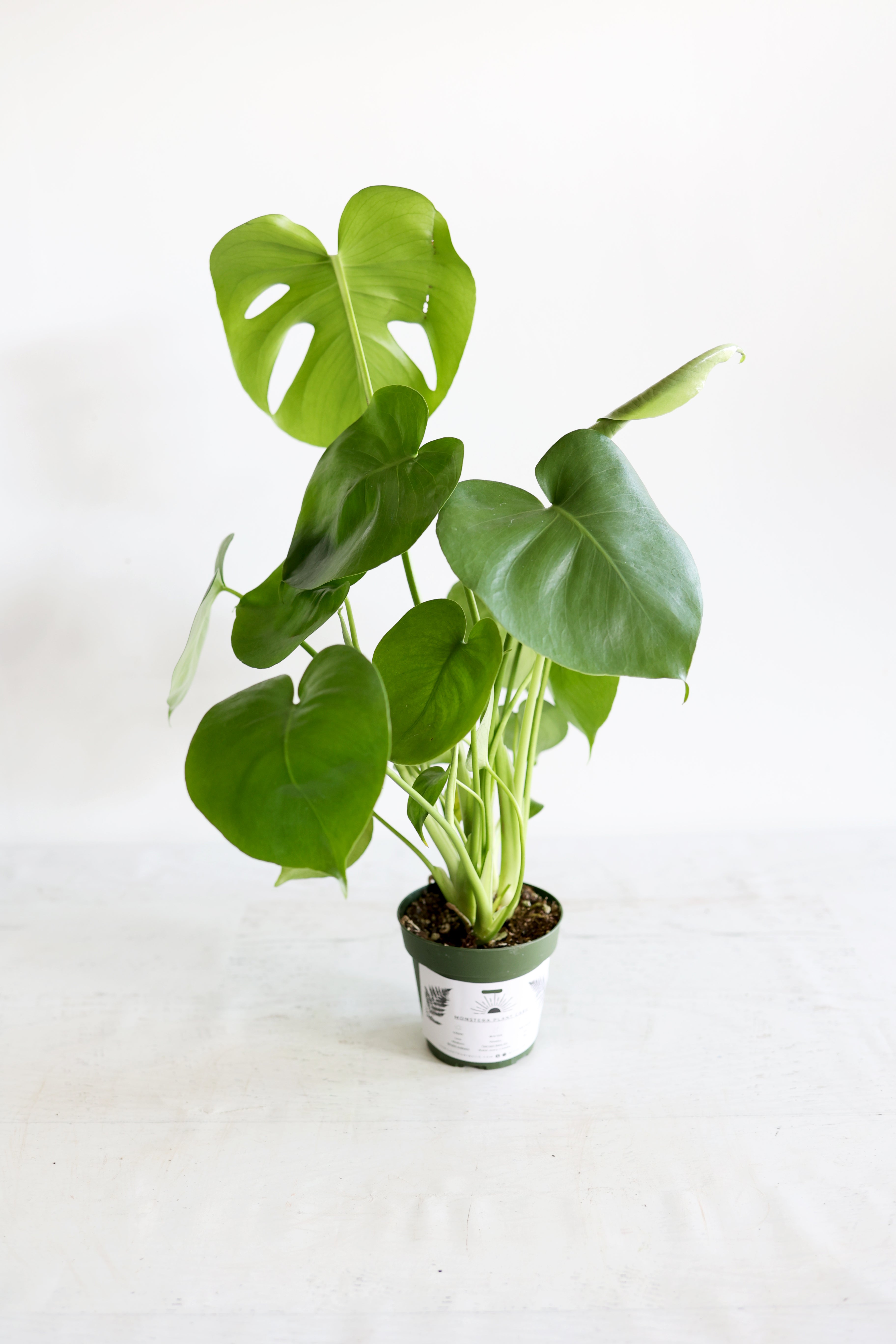 Monstera Houseplant