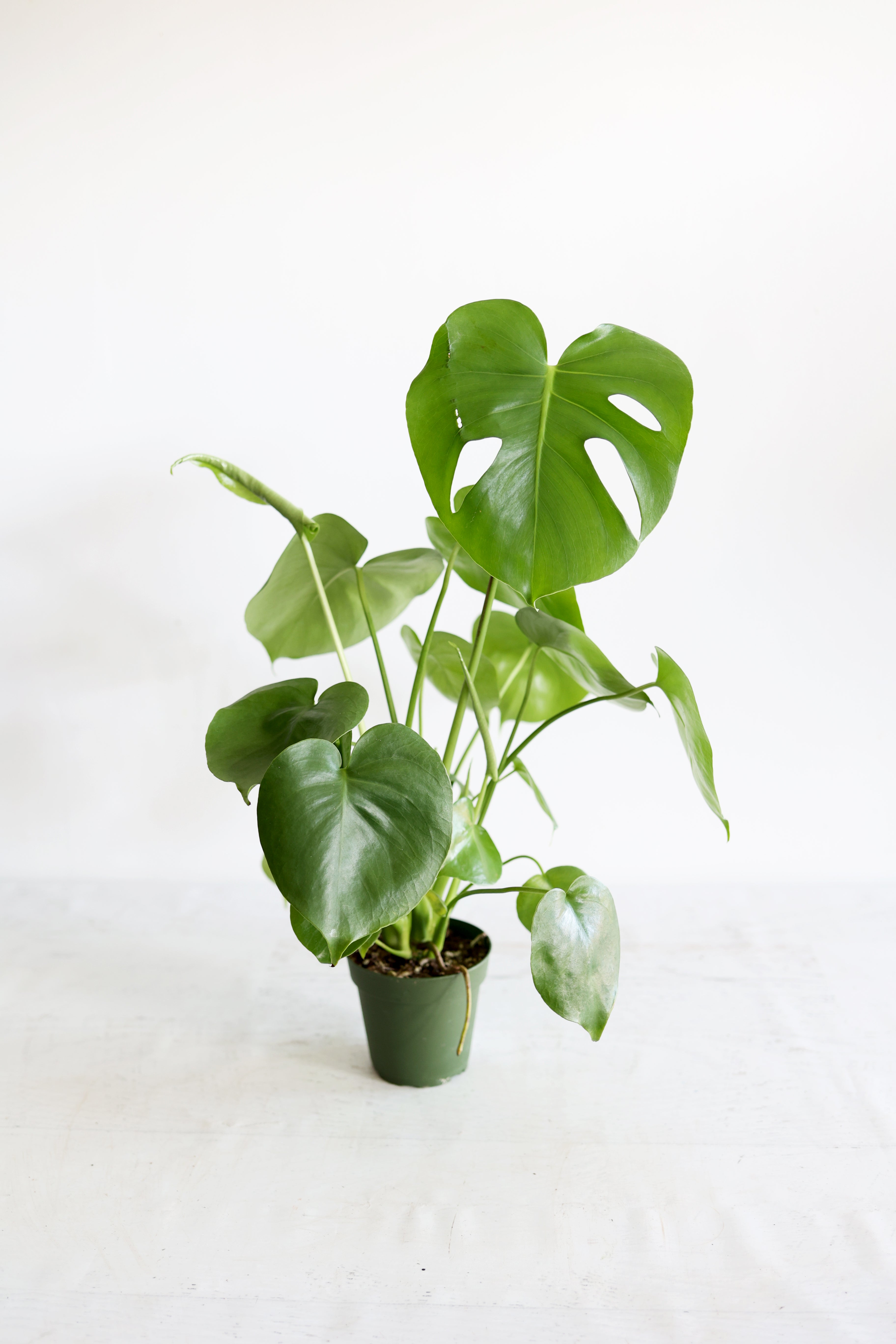 Monstera Houseplant