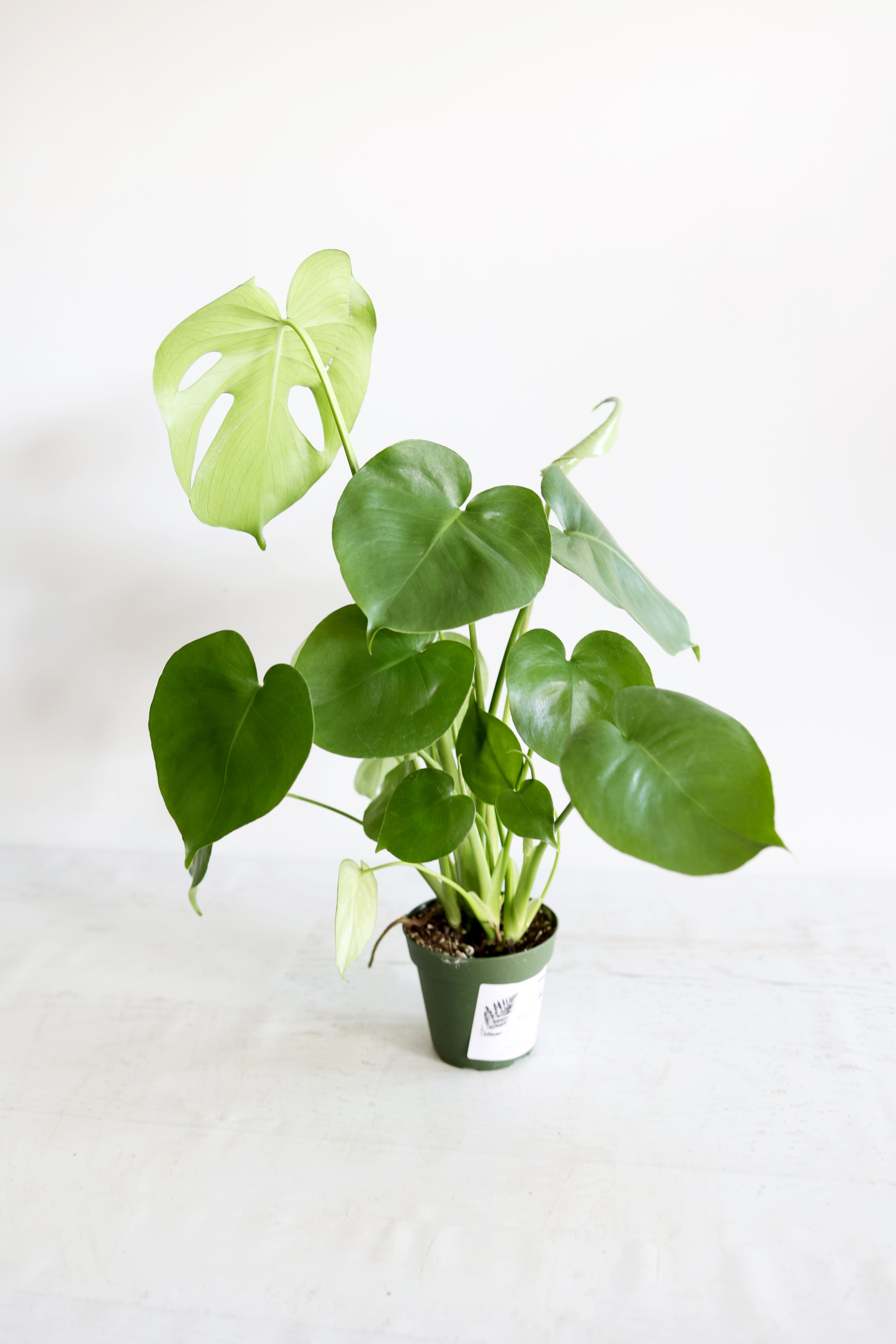Monstera Houseplant