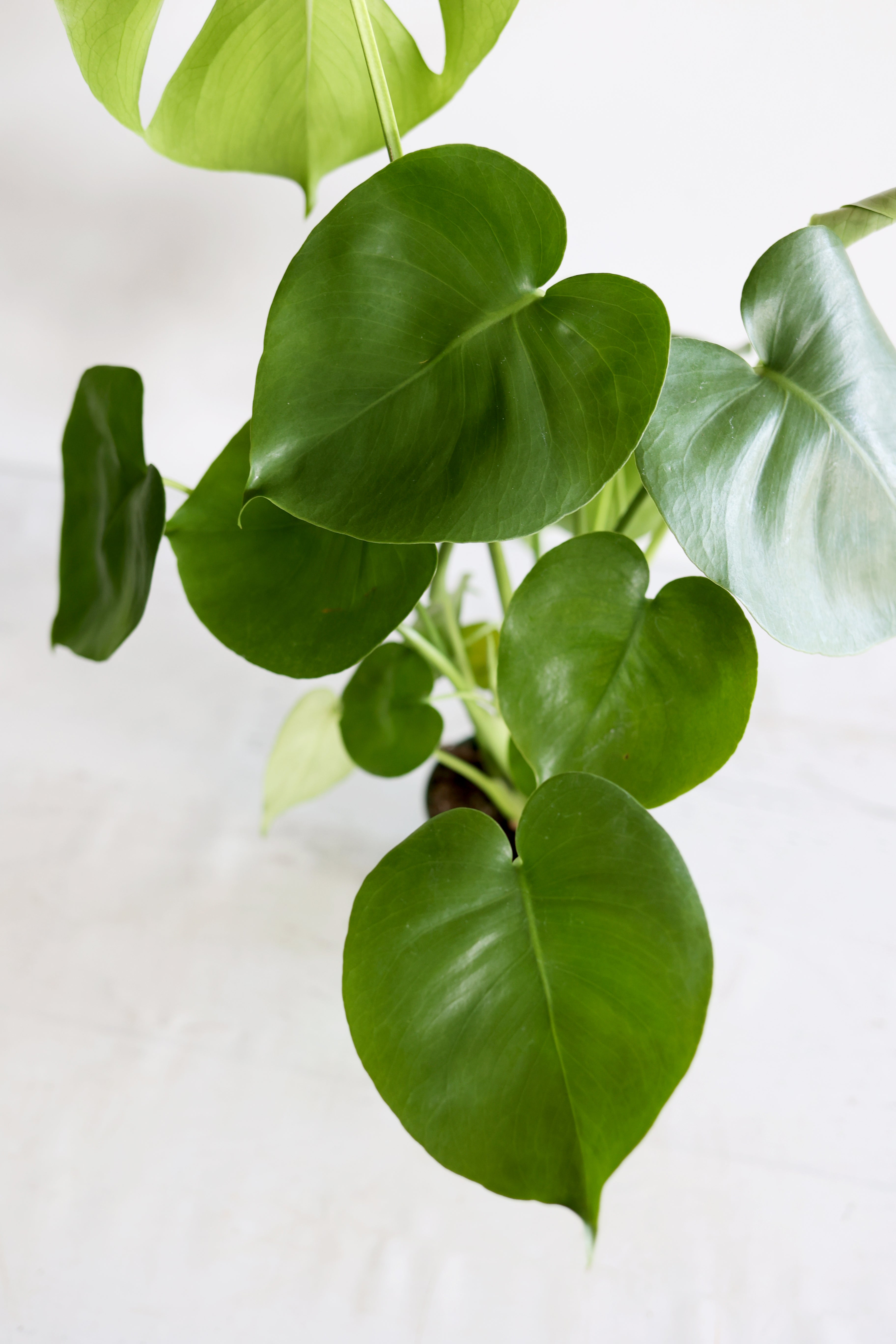 Monstera Houseplant