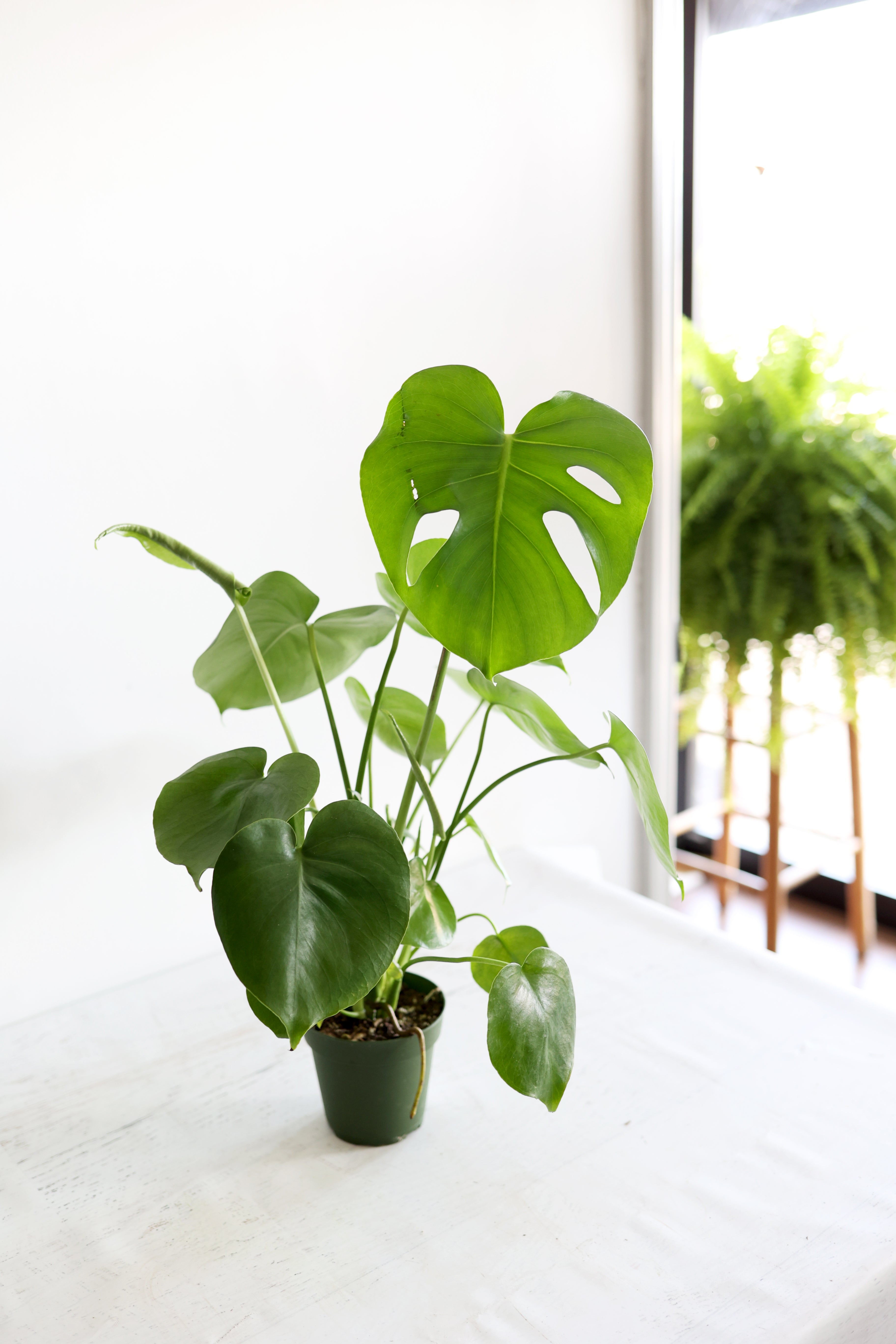 Monstera Houseplant