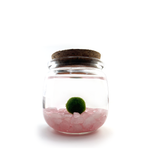 Medium Marimo Moss Ball Terrarium with Rose Quartz Gemstones