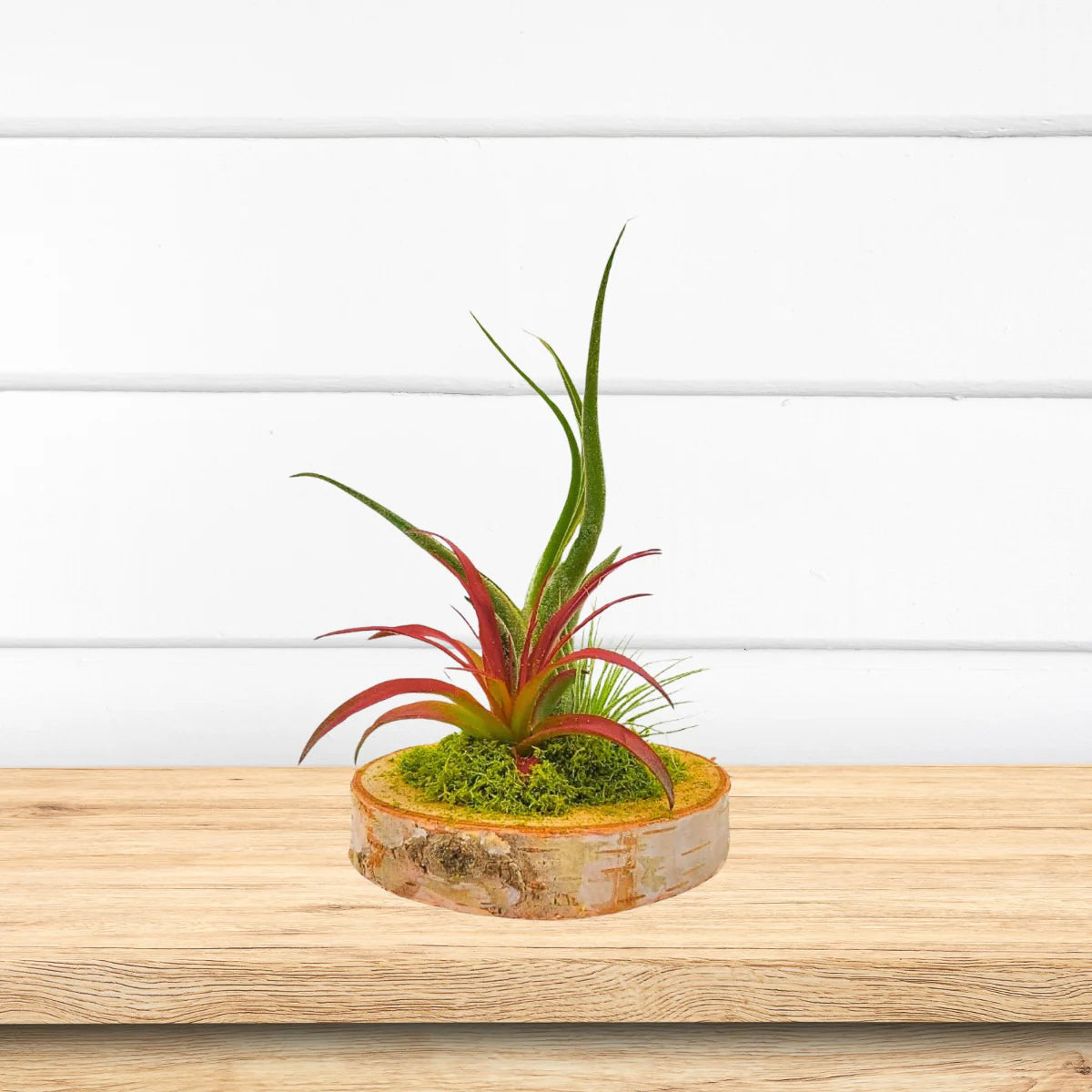 Wood Arrangement with Air Plants