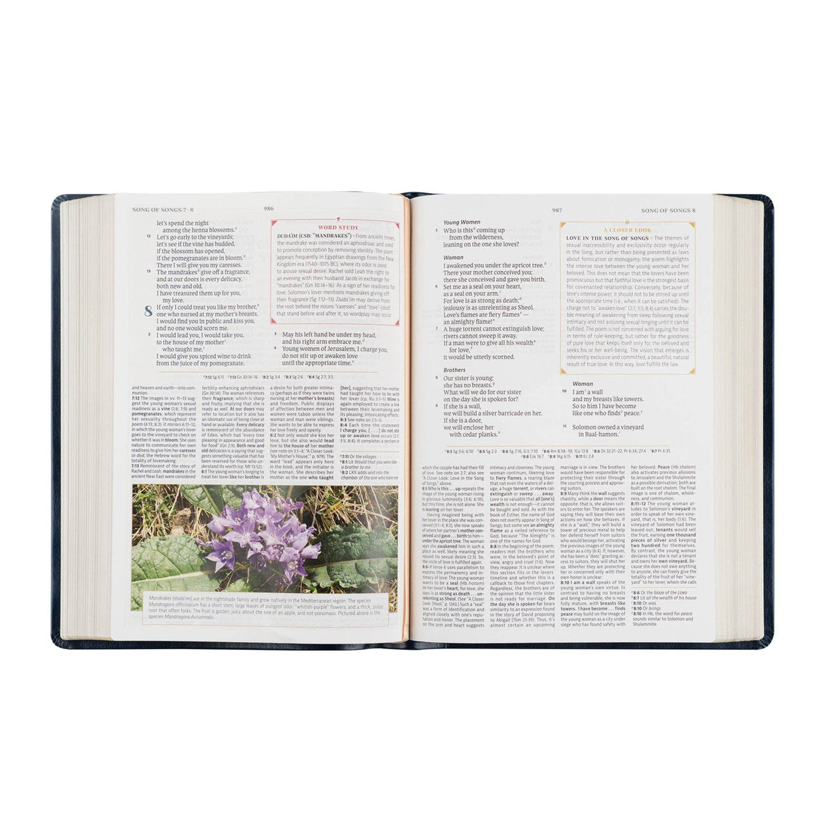 Versailles Theme: CSB Women's Study Bible