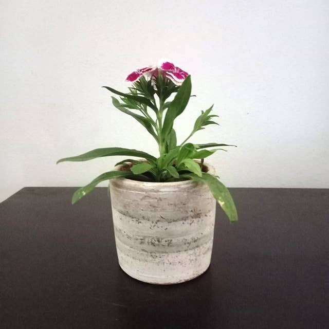 Small Cylinder Concrete-washed Planter