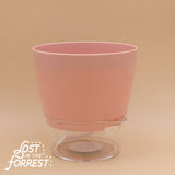 6" Padua Self-Watering Planter