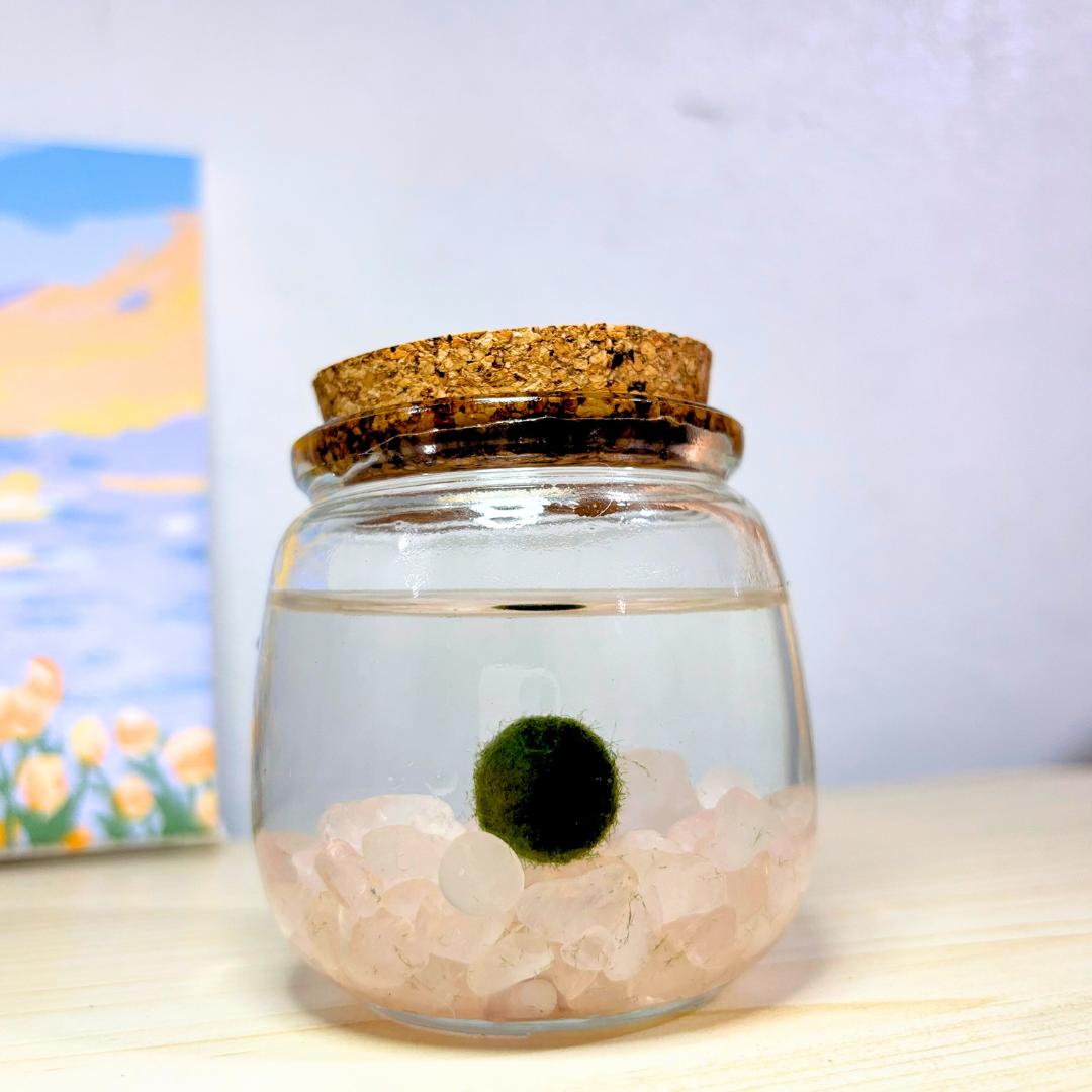 Medium Marimo Moss Ball Terrarium with Rose Quartz Gemstones