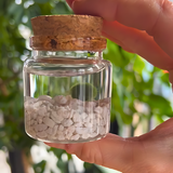 Small Moss Ball | Moss Rico