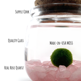 Medium Marimo Moss Ball Terrarium with Rose Quartz Gemstones