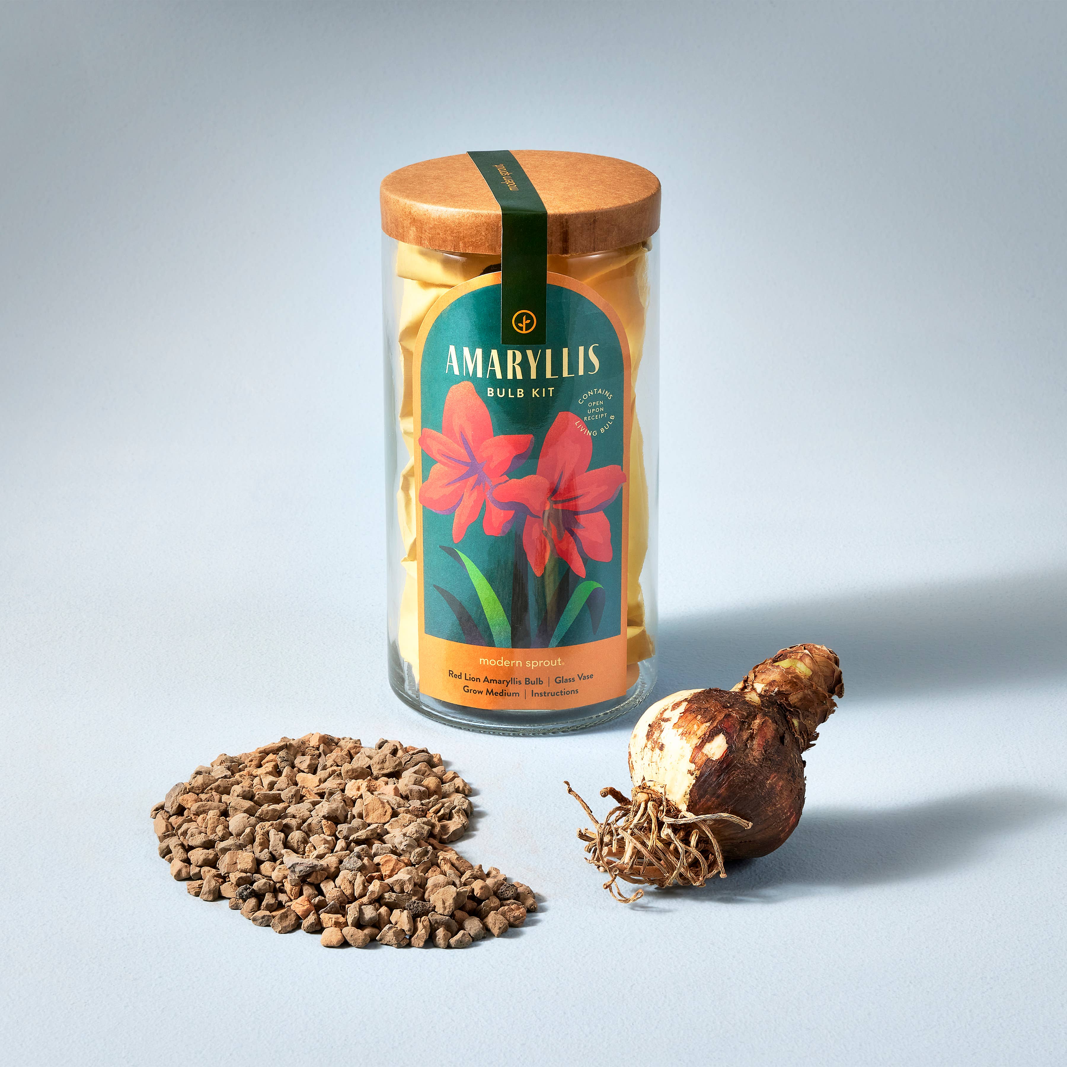 Amaryllis Winter Bulb Kit