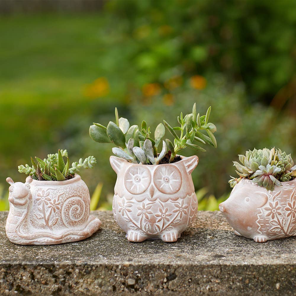 What's the Hurry Snail Terracotta Planter