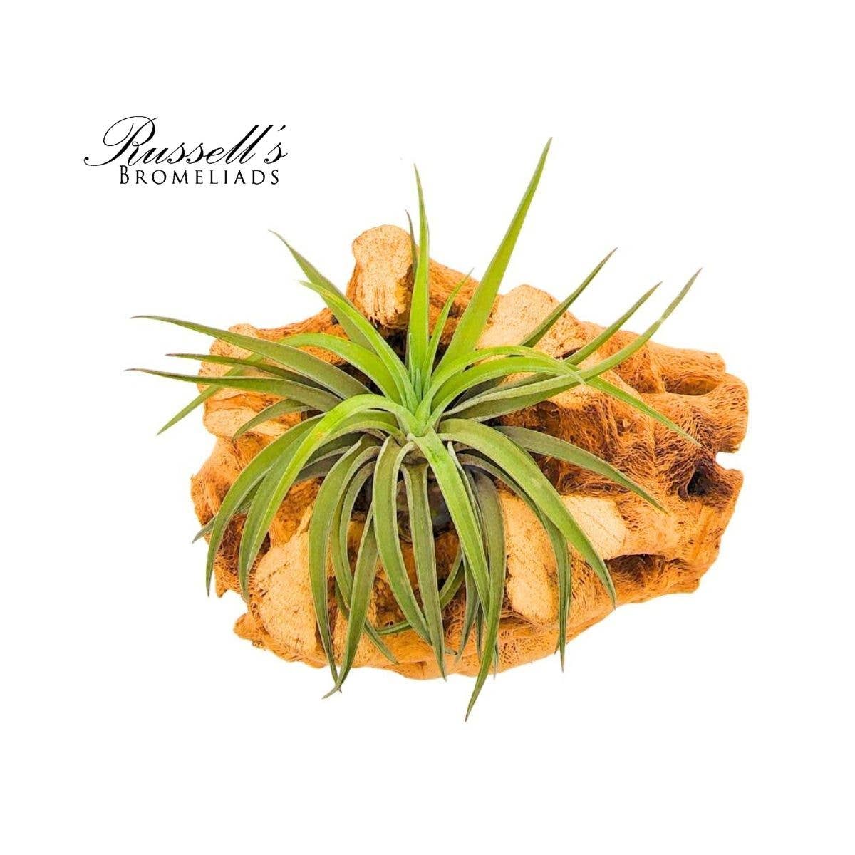 Velutina Air Plant, 2-3"