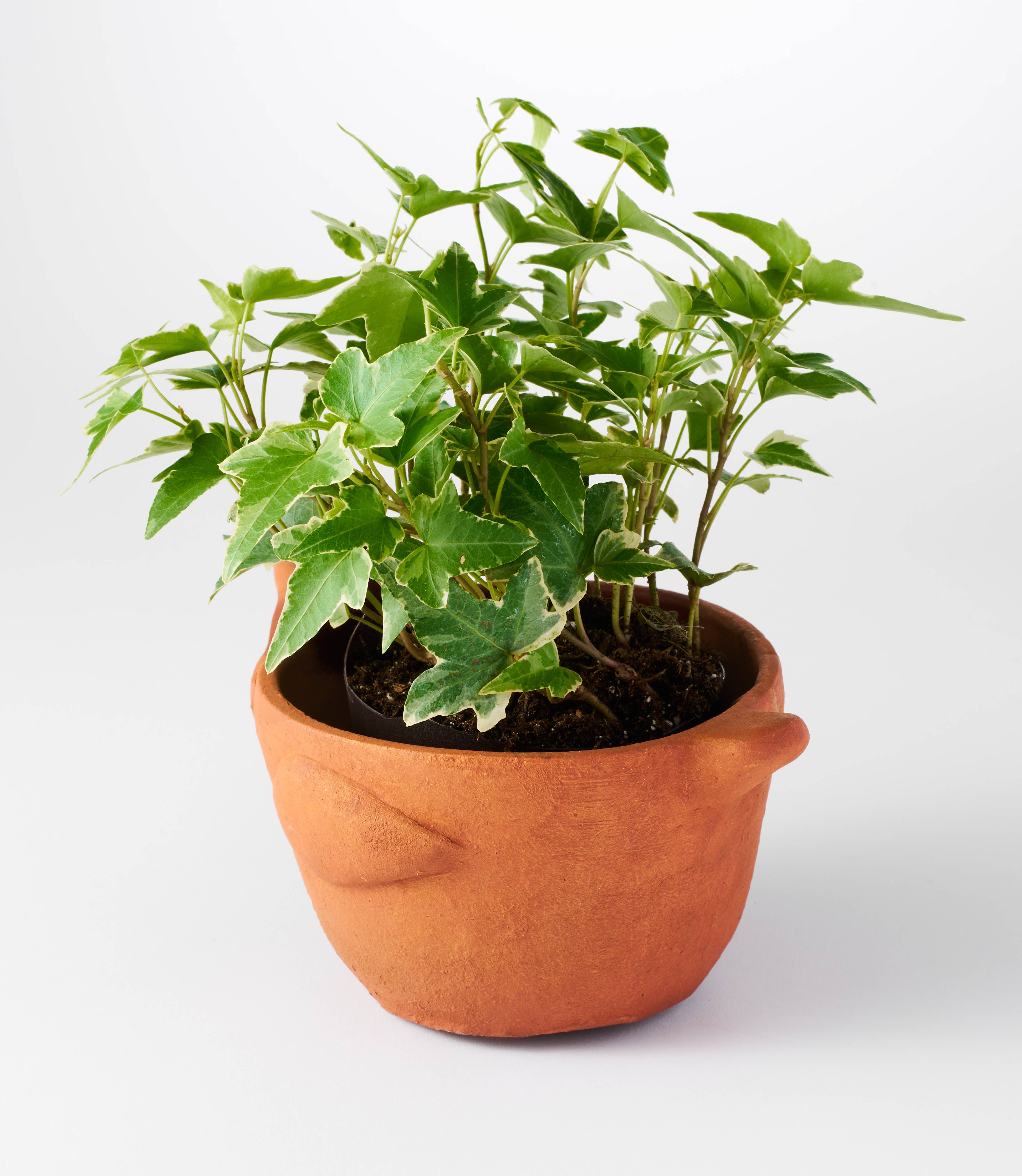 Rakshana Chicken Plant Pot - Terracotta