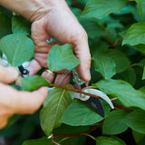 Garden Pruners (Lavender)