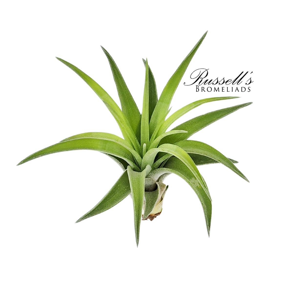 Velutina Air Plant, 2-3"