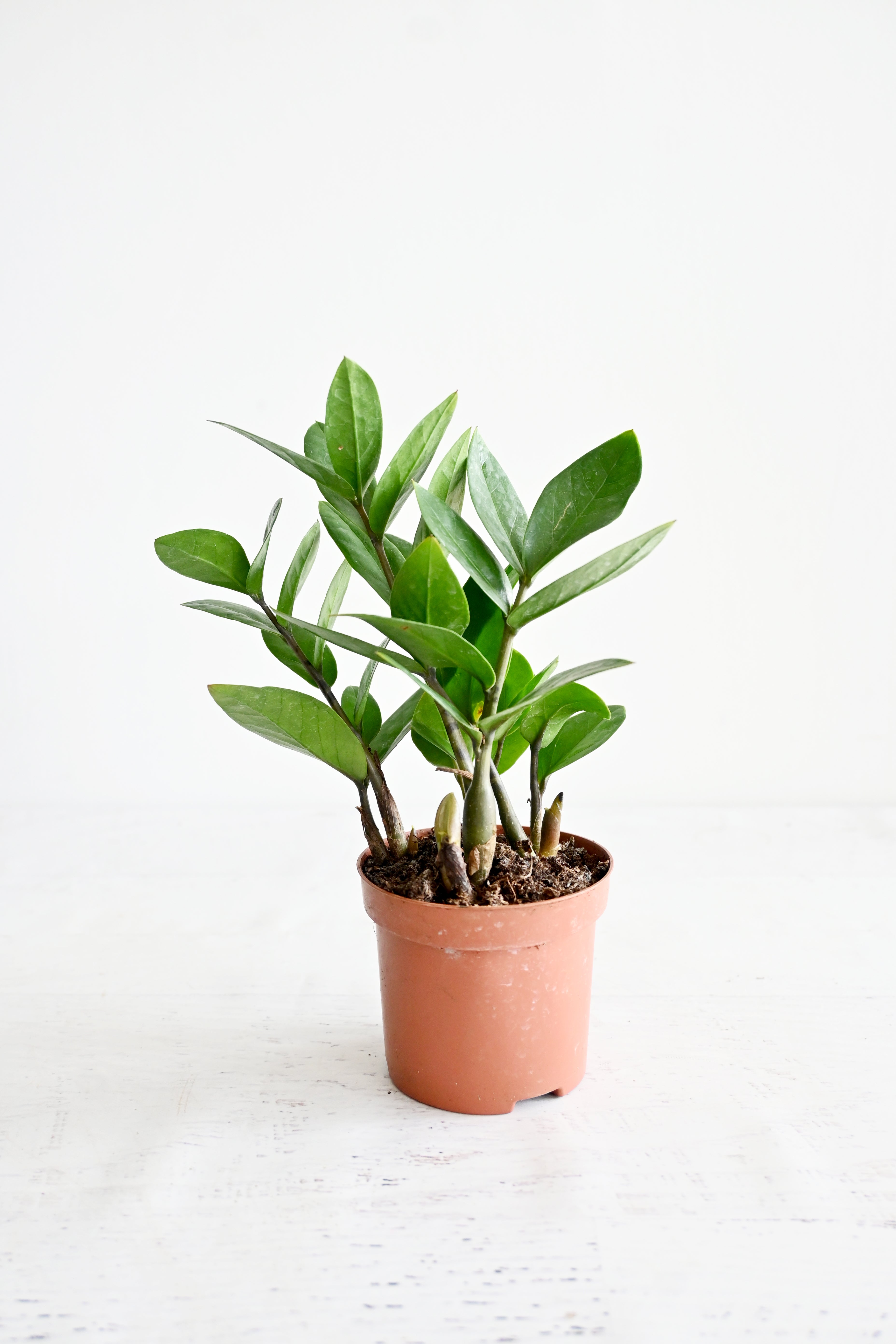 ZZ Plant