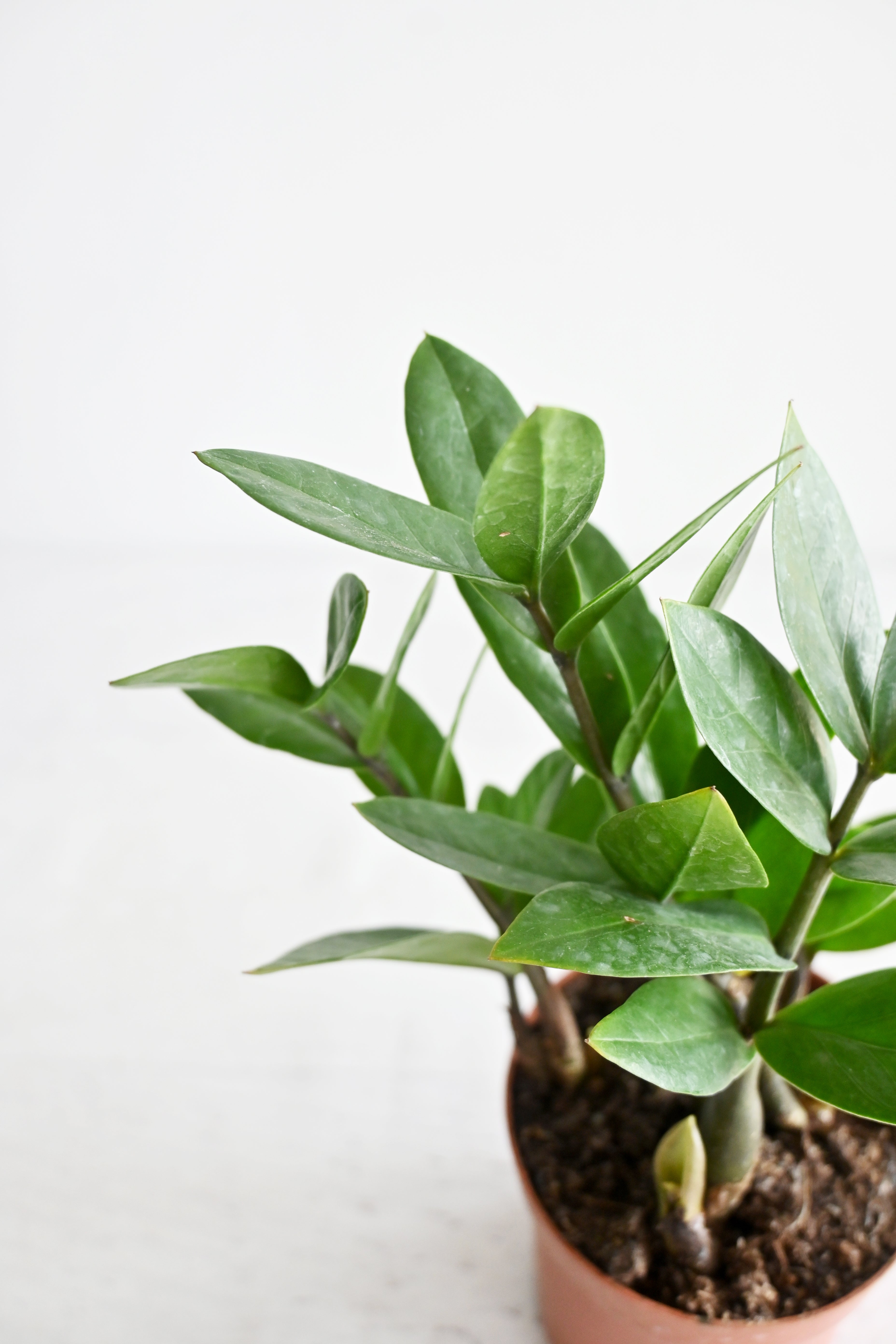 ZZ Plant