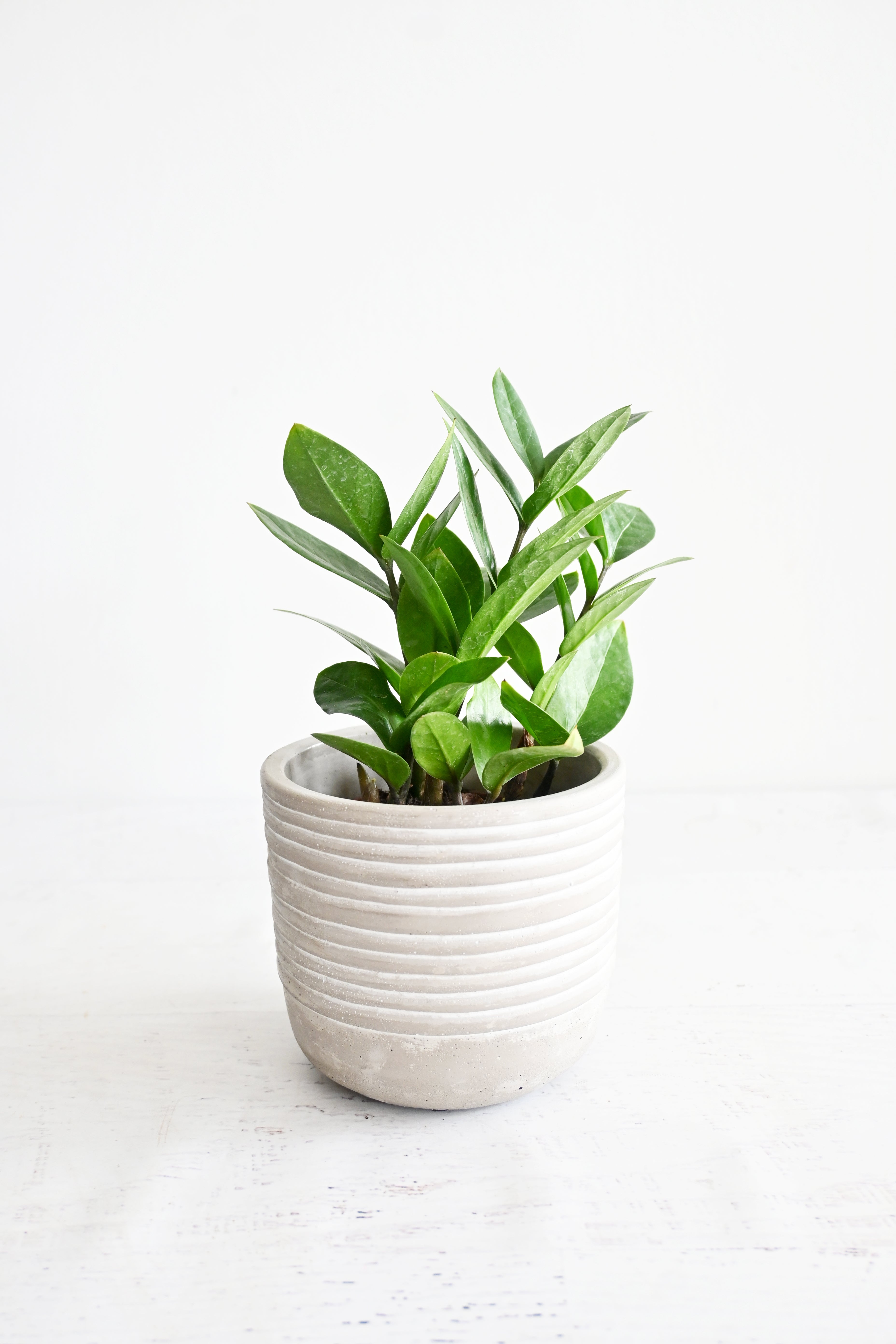 ZZ Plant
