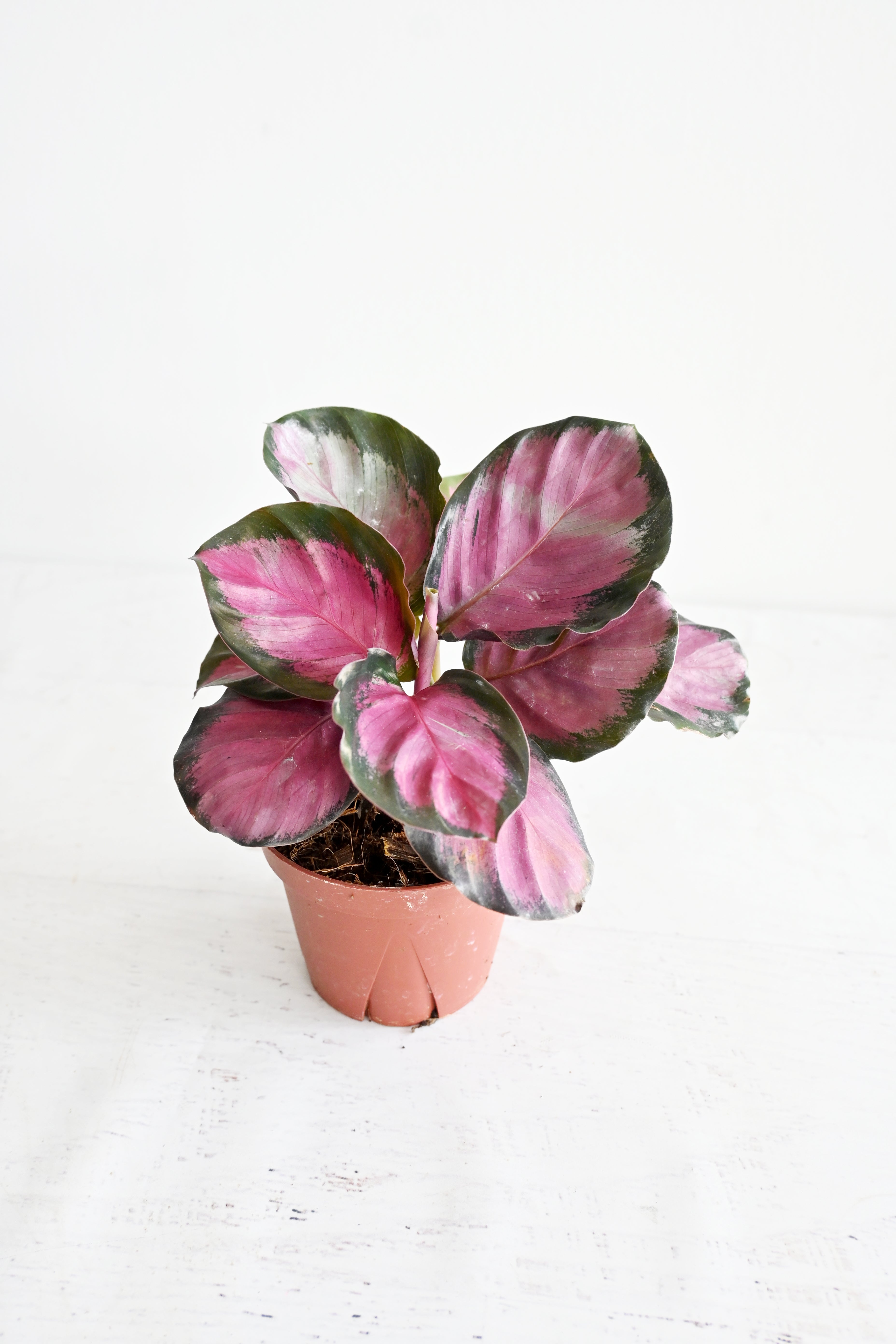 Rosy Calathea