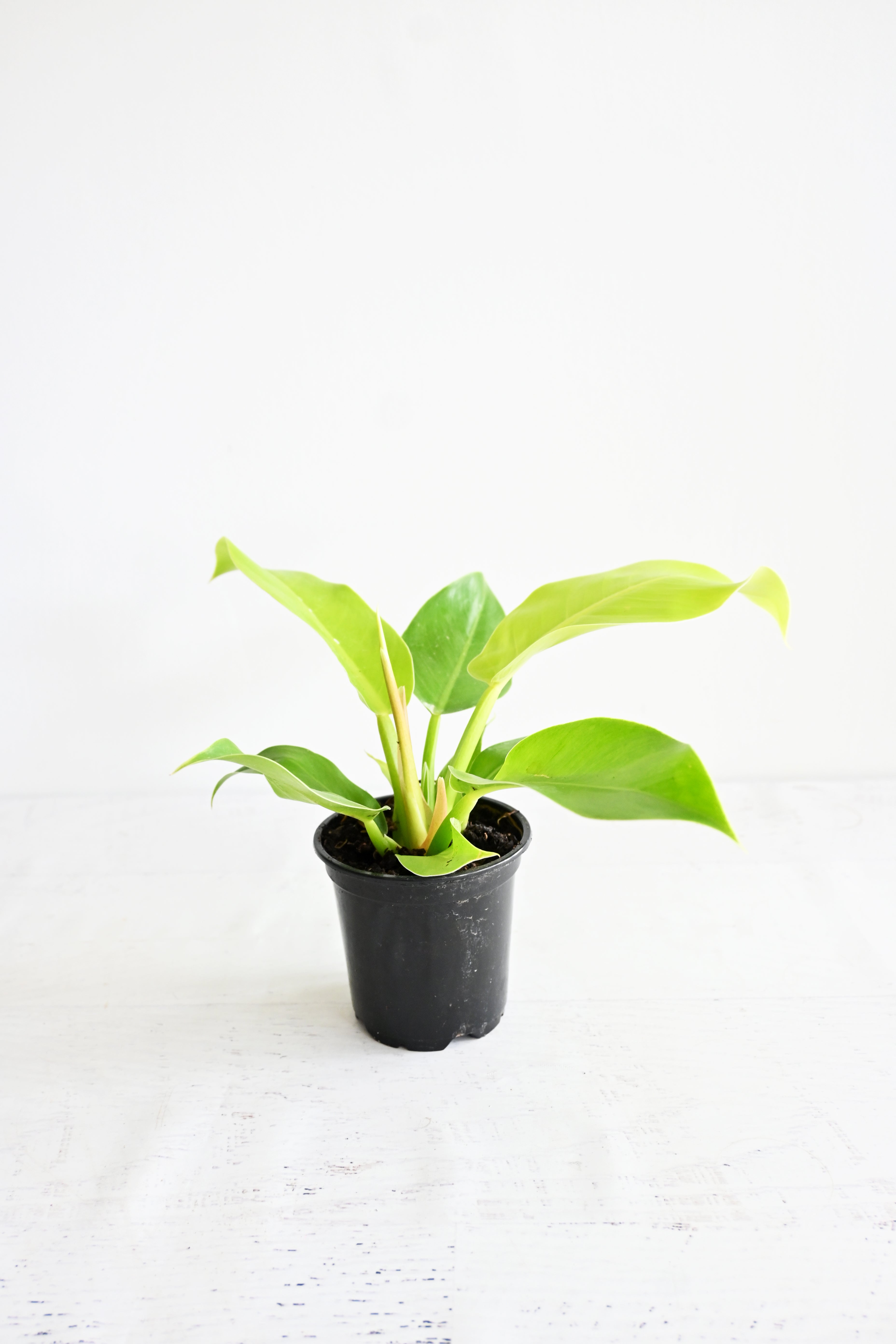 Lemon Lime Philodendron