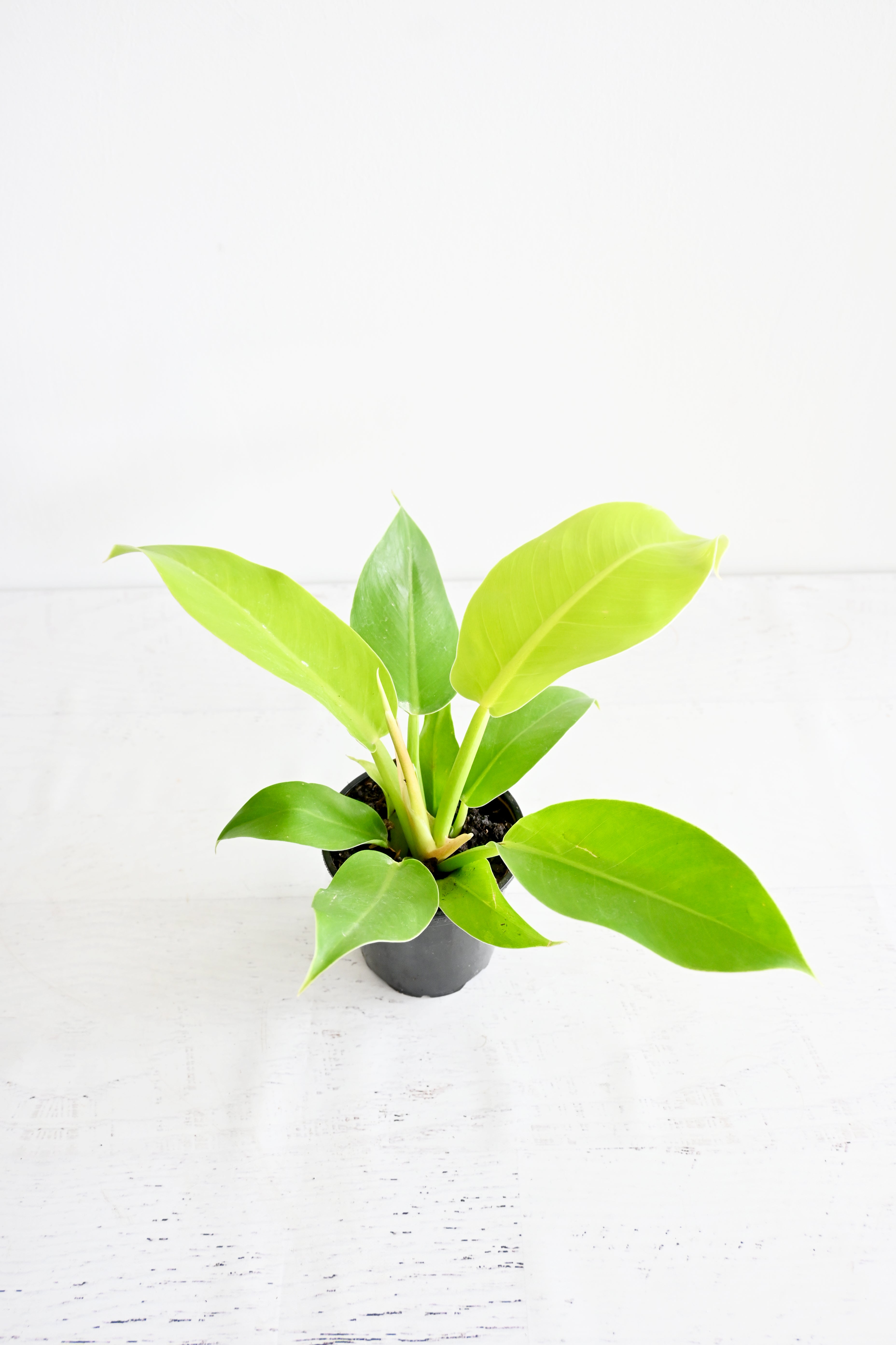 Lemon Lime Philodendron
