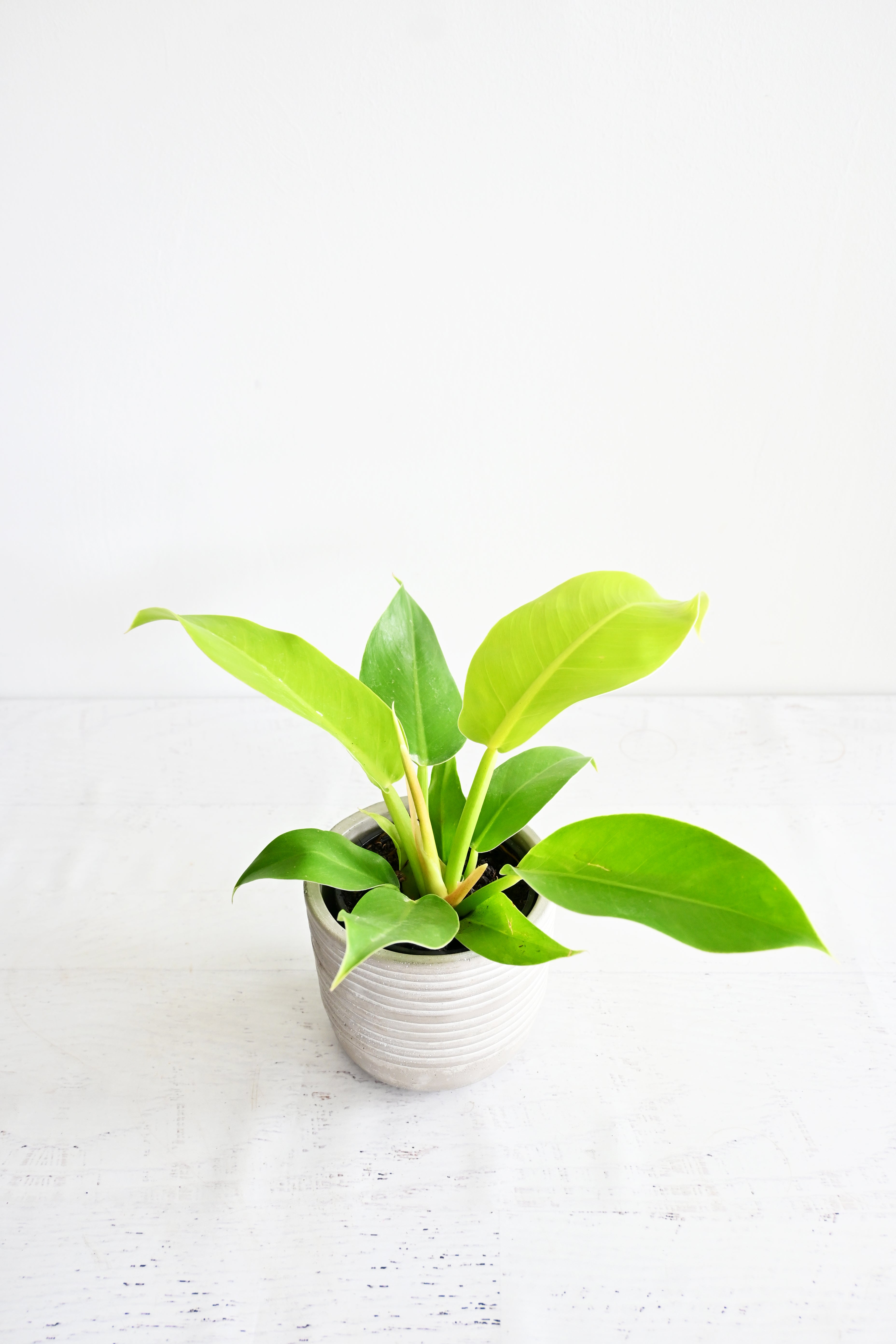 Lemon Lime Philodendron