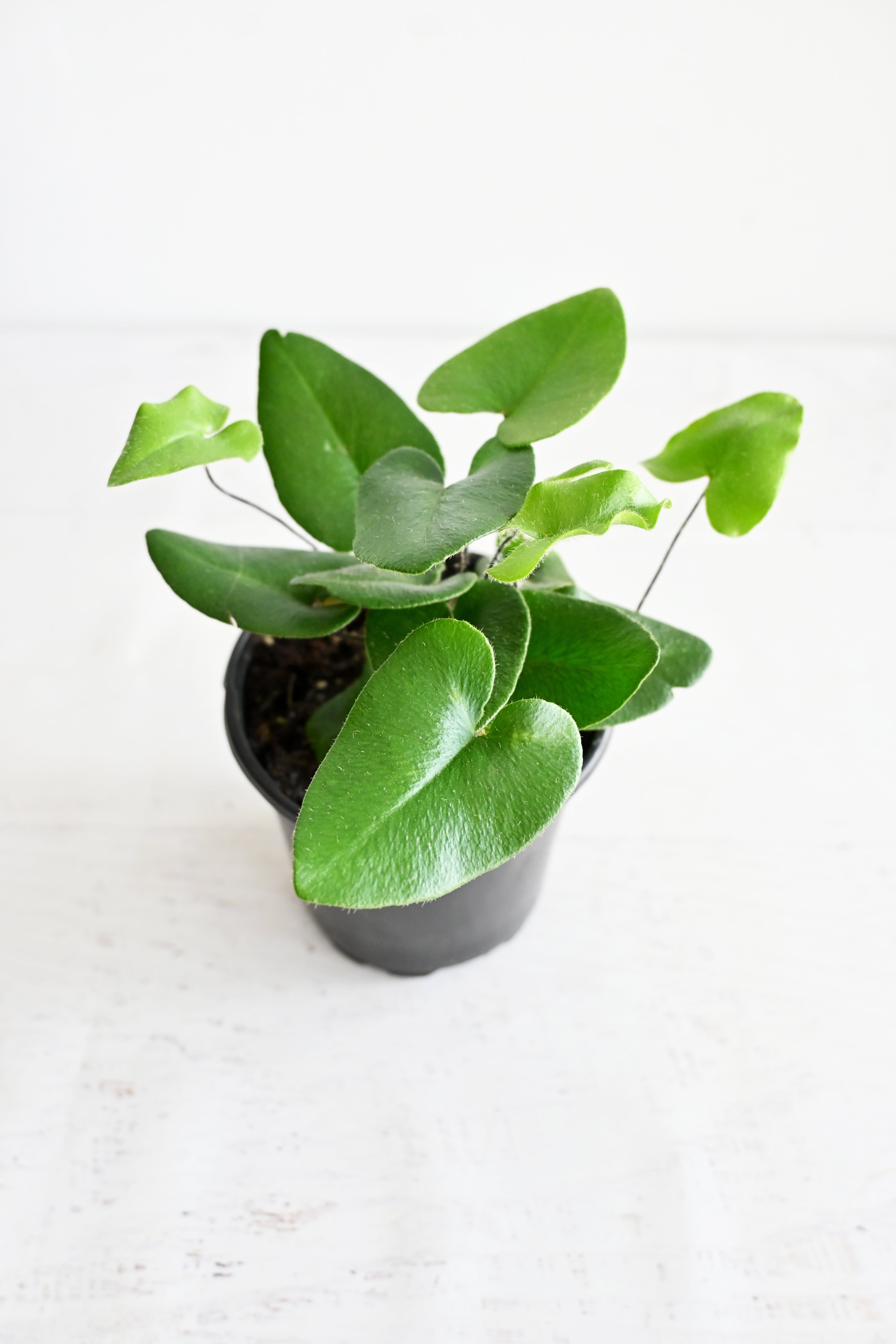 Heart Fern