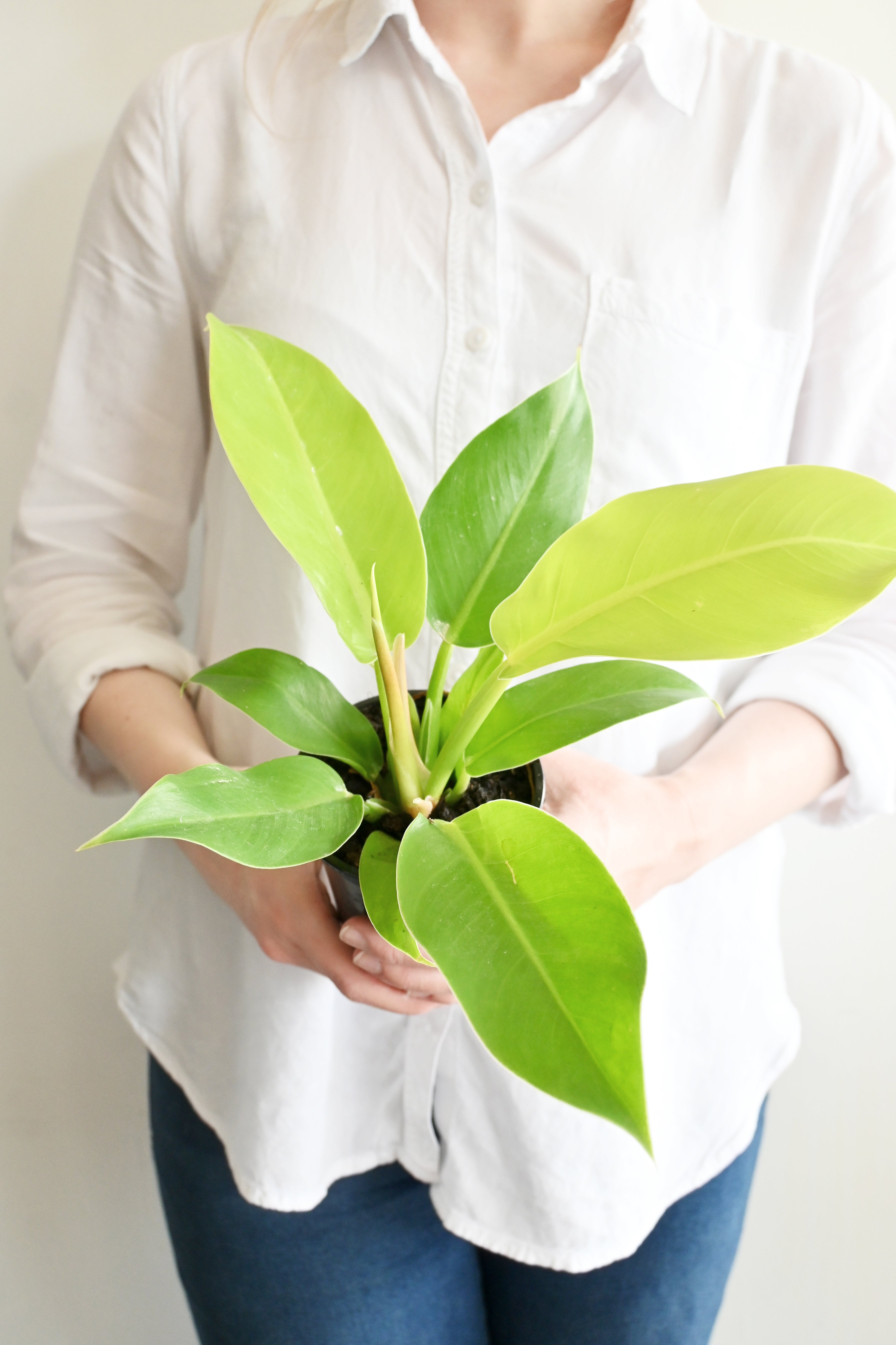 Lemon Lime Philodendron