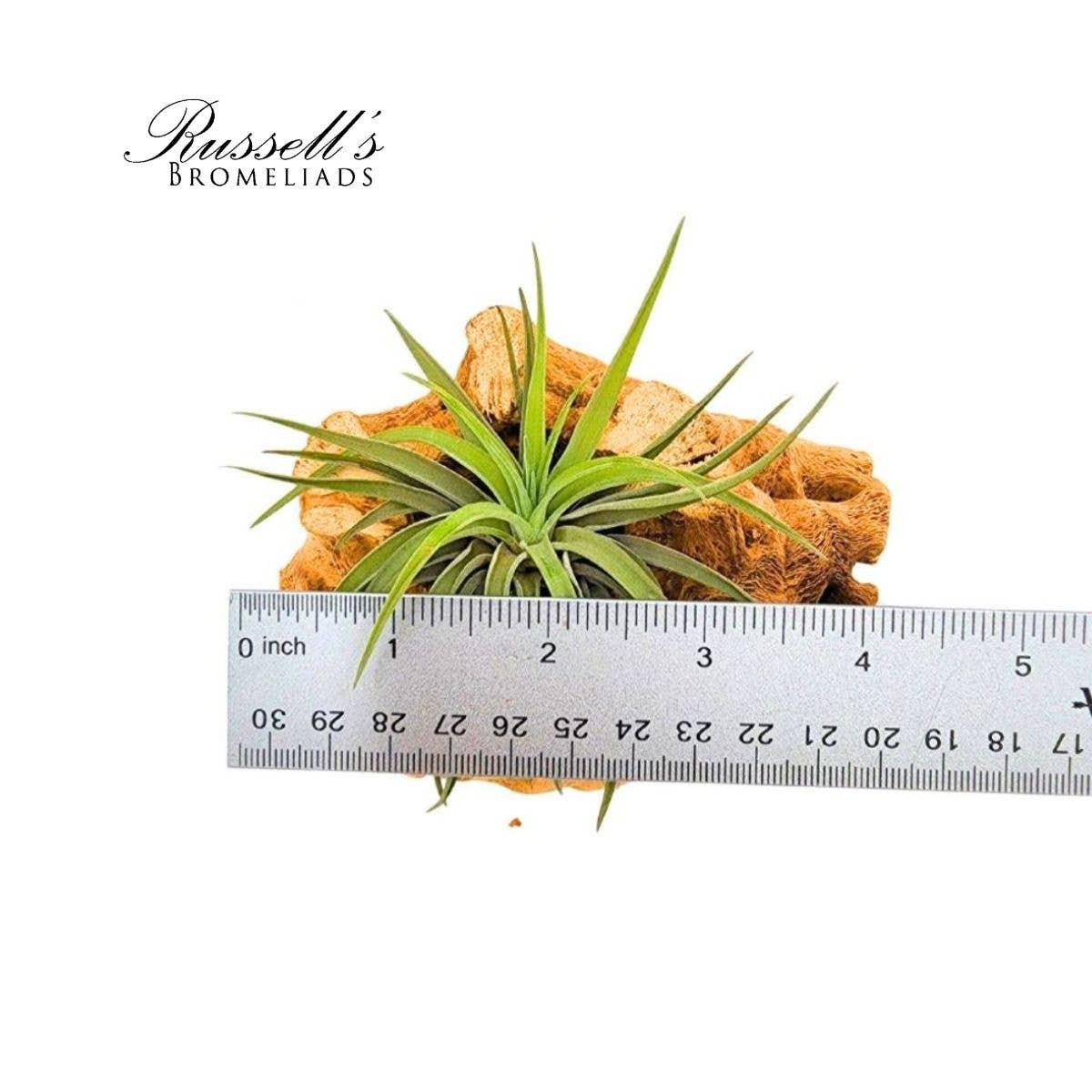 Velutina Air Plant, 2-3"