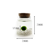 Small Moss Ball | Moss Rico