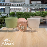 6" Padua Self-Watering Planter