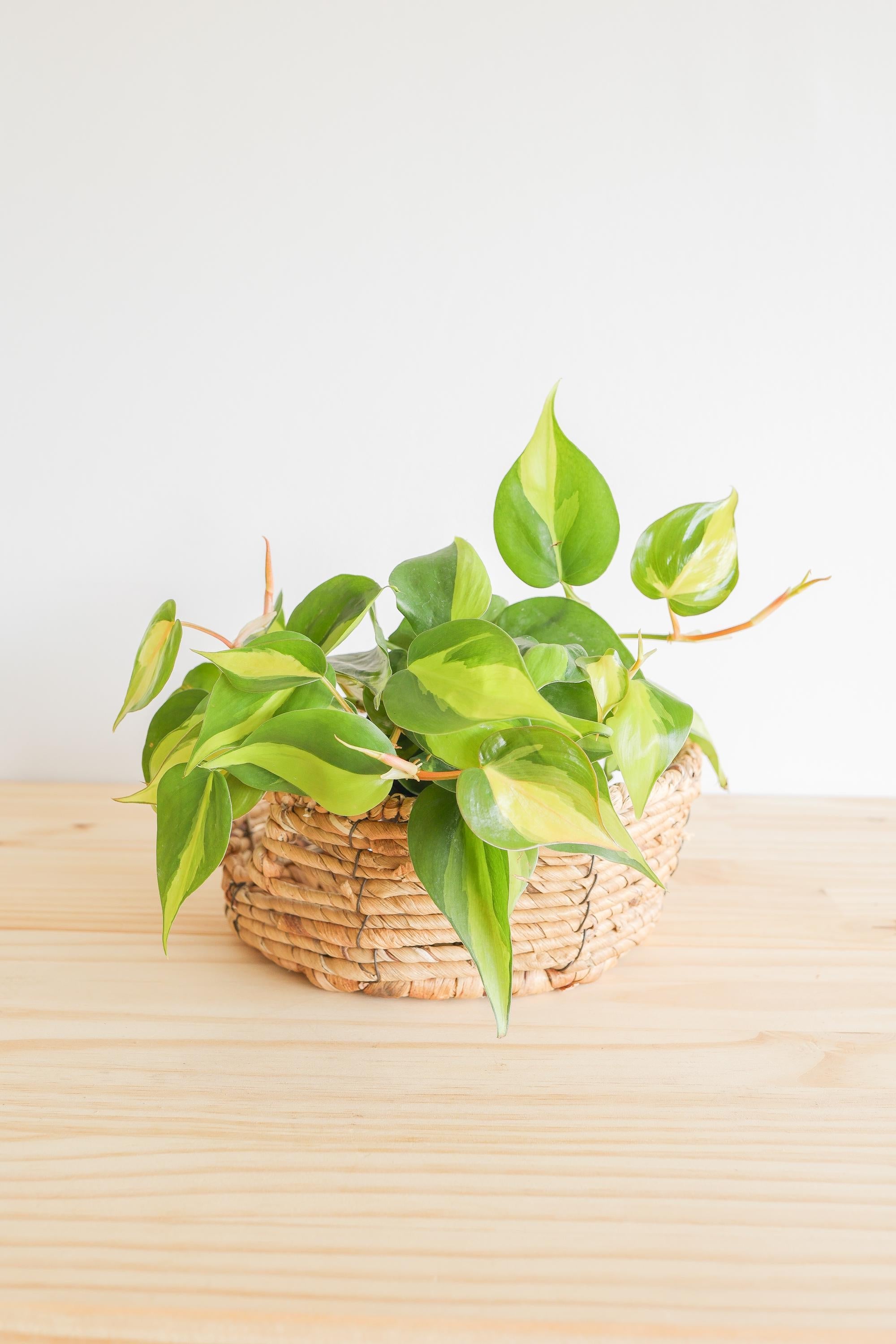 Brazil Philodendron Live Tropical Houseplant | variegated heartleaf easy indoor trailing beginner friendly air purifying