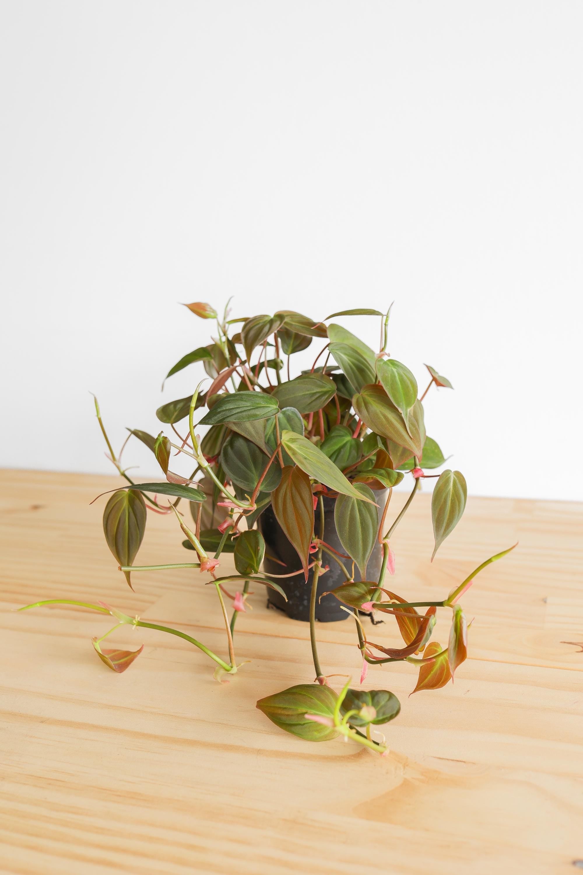Micans Philodendron Live Plant: Velvet Leaf Trailing Vine, Easy Care