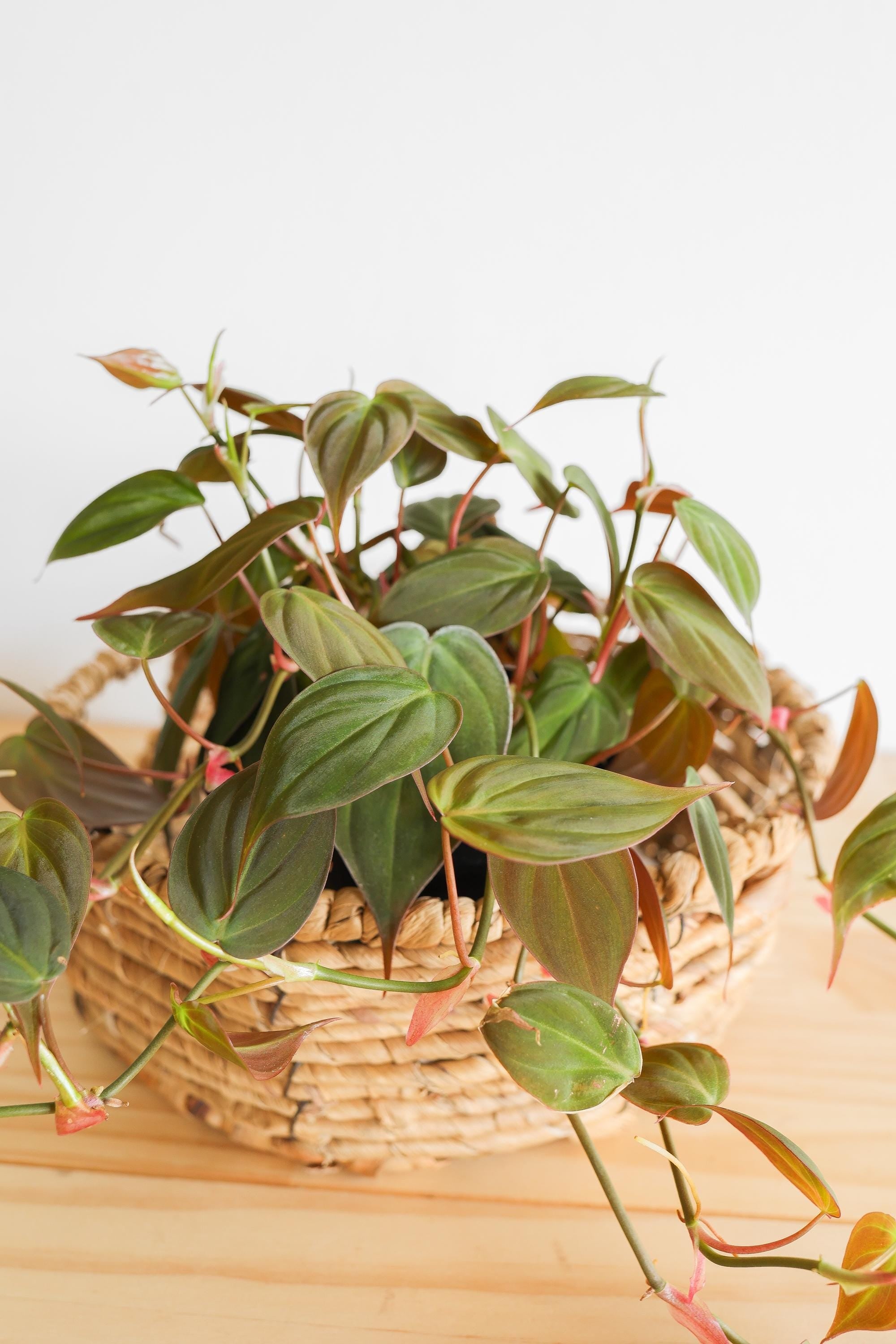 Micans Philodendron Live Plant: Velvet Leaf Trailing Vine, Easy Care