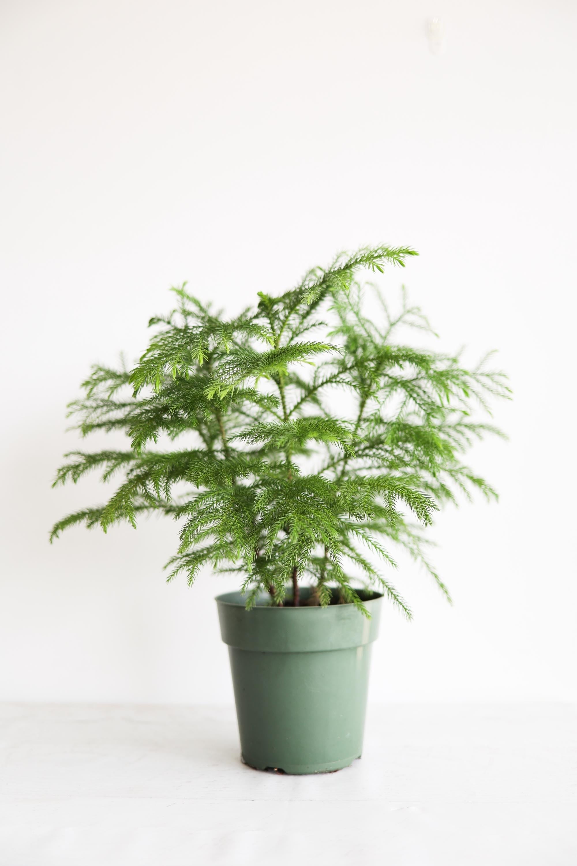 Norfolk Pine Live Houseplant | Easy Care Tropical Indoor Plant