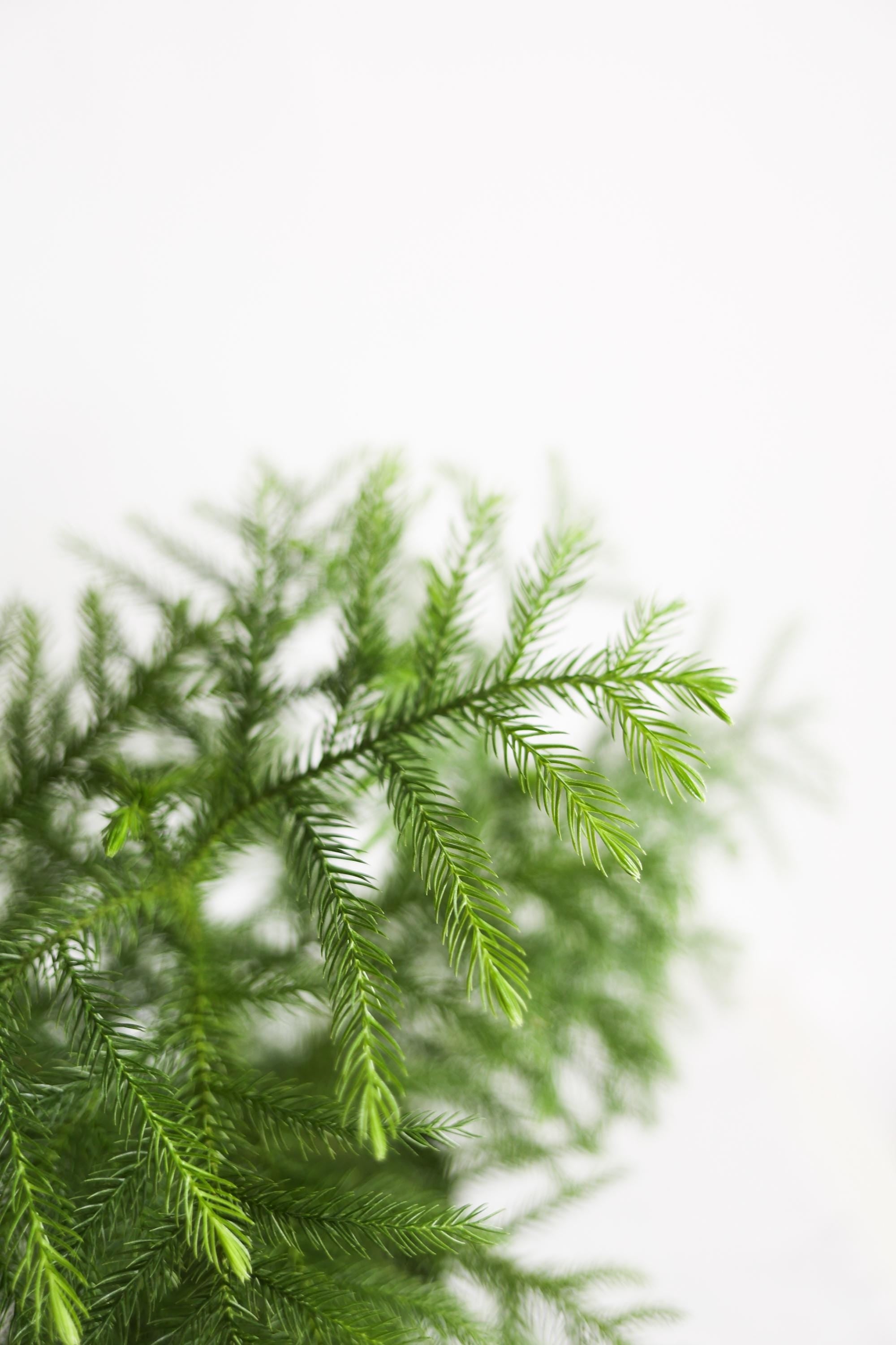 Norfolk Pine Live Houseplant | Easy Care Tropical Indoor Plant