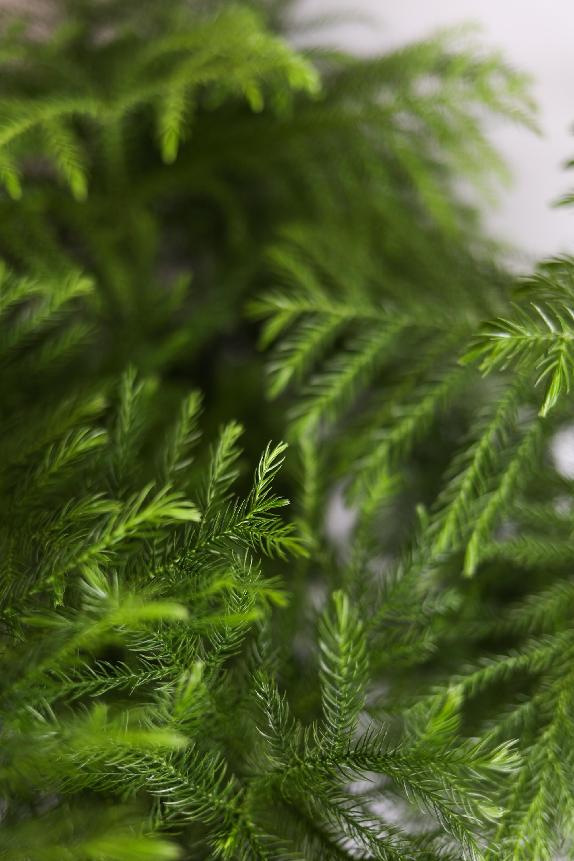 Norfolk Pine Live Houseplant | Easy Care Tropical Indoor Plant